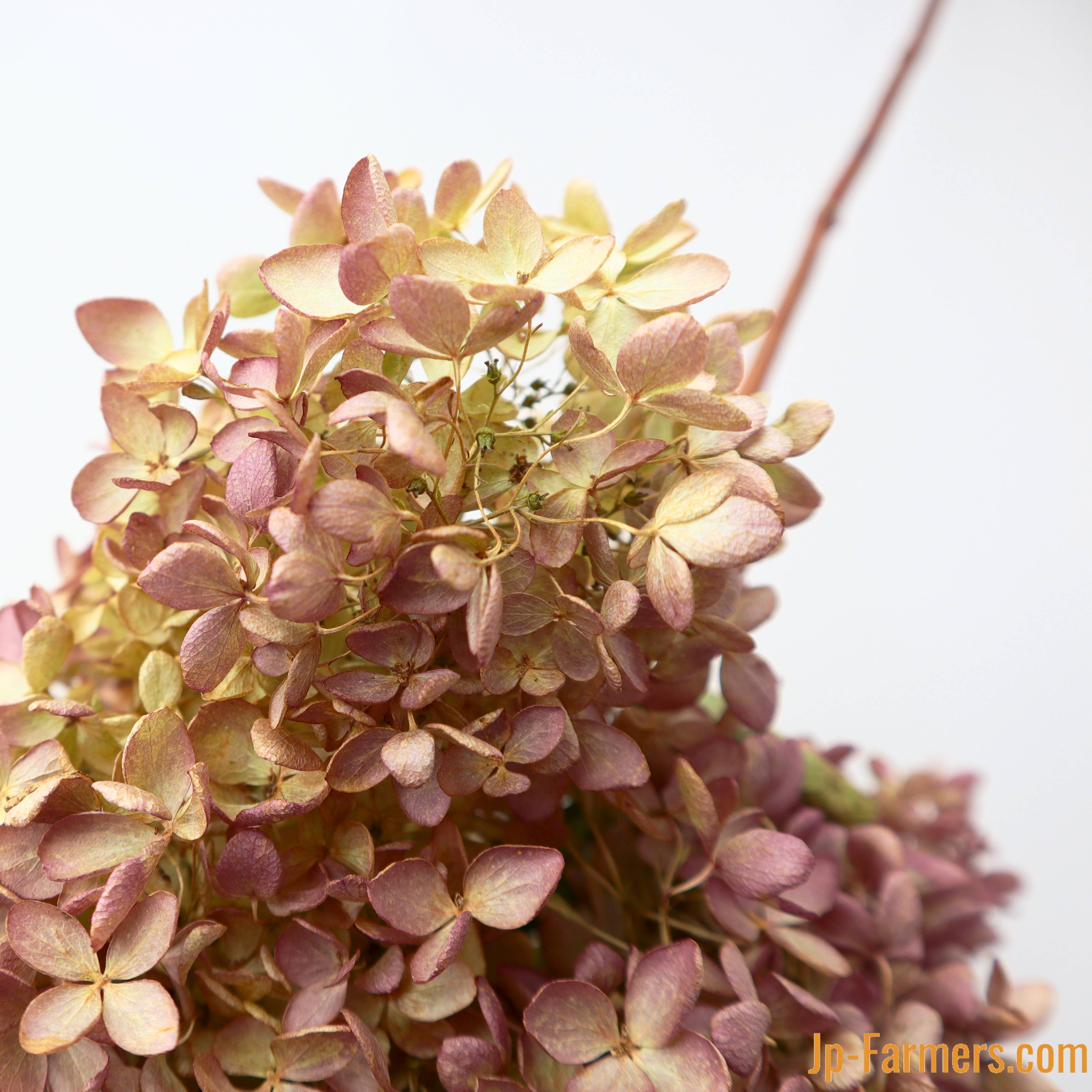 ドライフラワーガーランド紫陽花の森 ピンク
