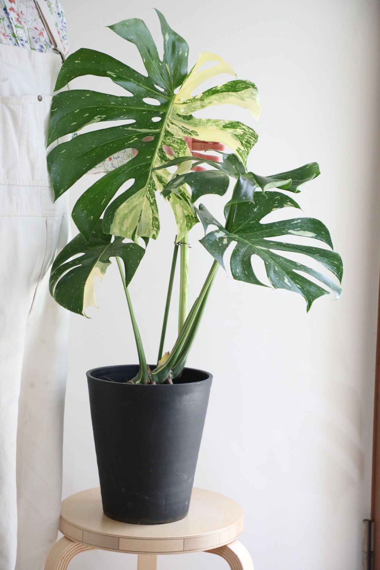 【渋谷区周辺エリア/配送料無料】【L】モンステラ タイコンステレーション/Monstera deliciosa ※ポットカバー別売り