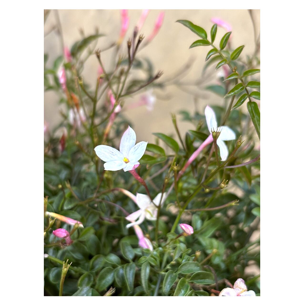 Jasminum polyanthum | Seeding