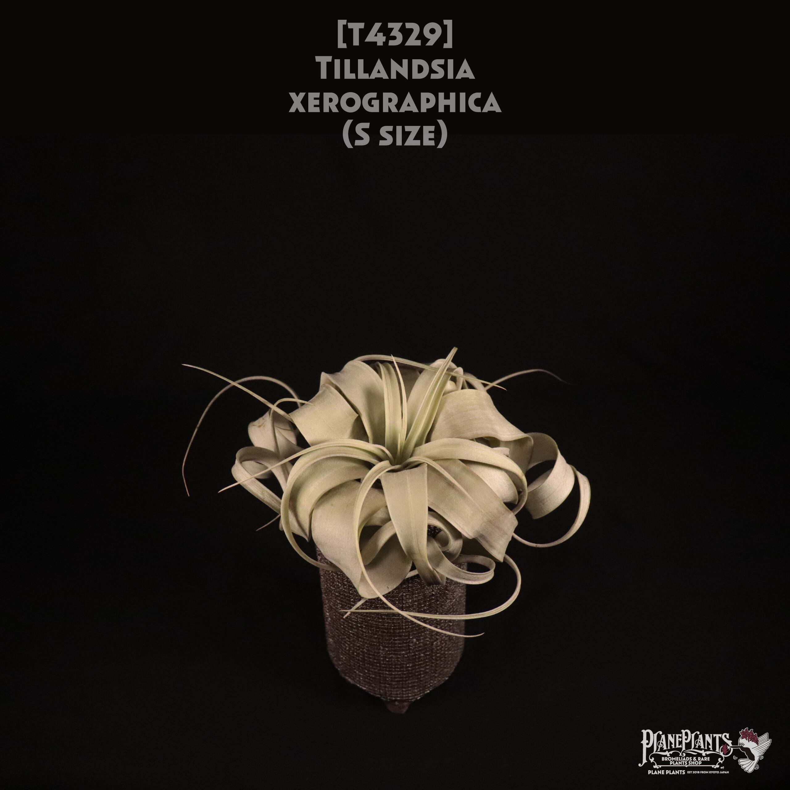 【送料無料】xerographica S〔エアプランツ〕現品発送T4329