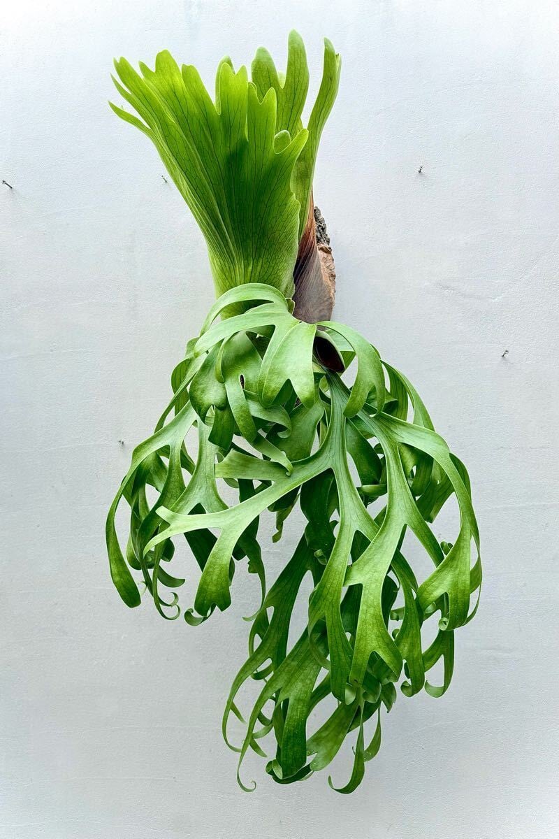 Platycerium_ビカクシダ | vandaka plants
