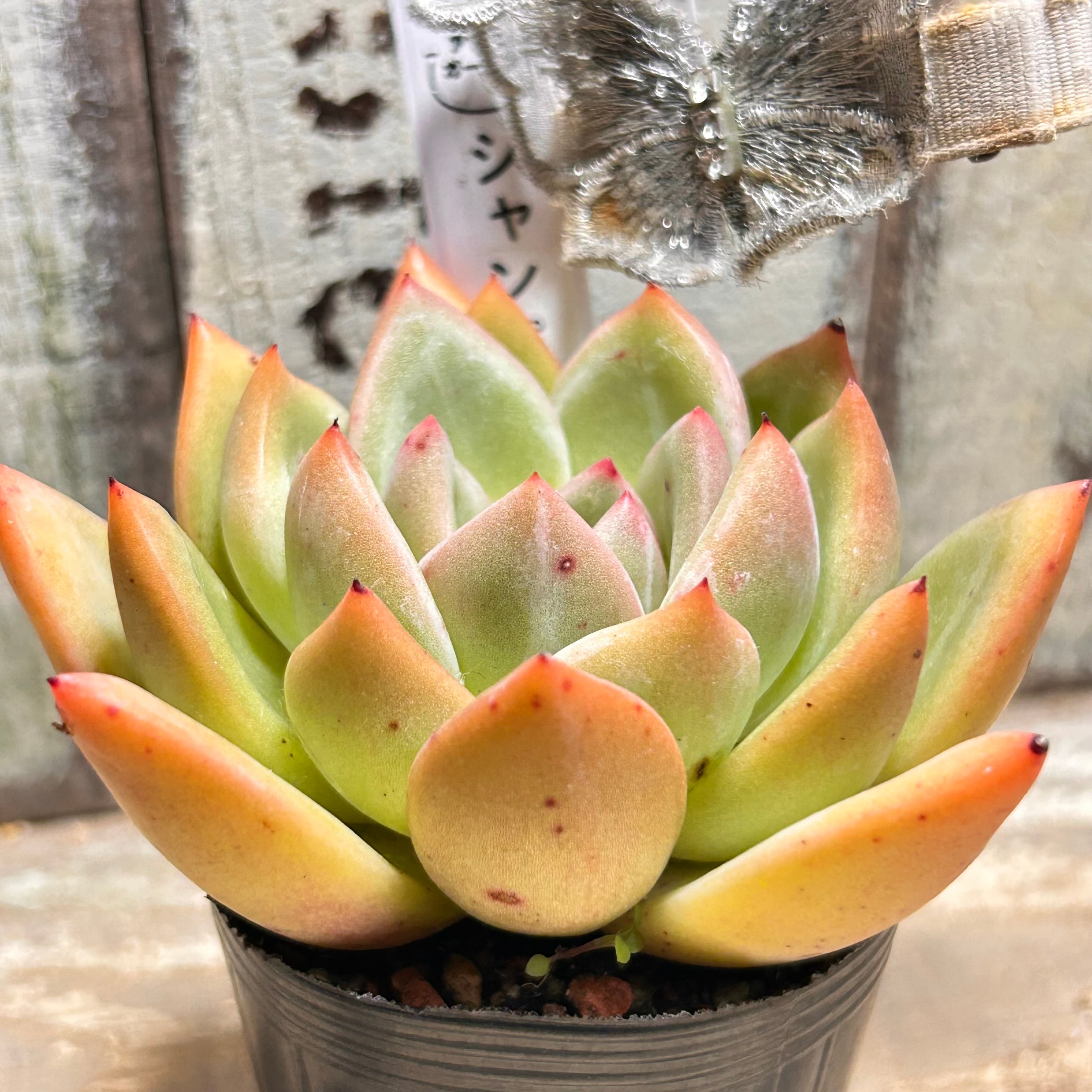 A)チワワエンシス錦 | RuPo 多肉植物専門店