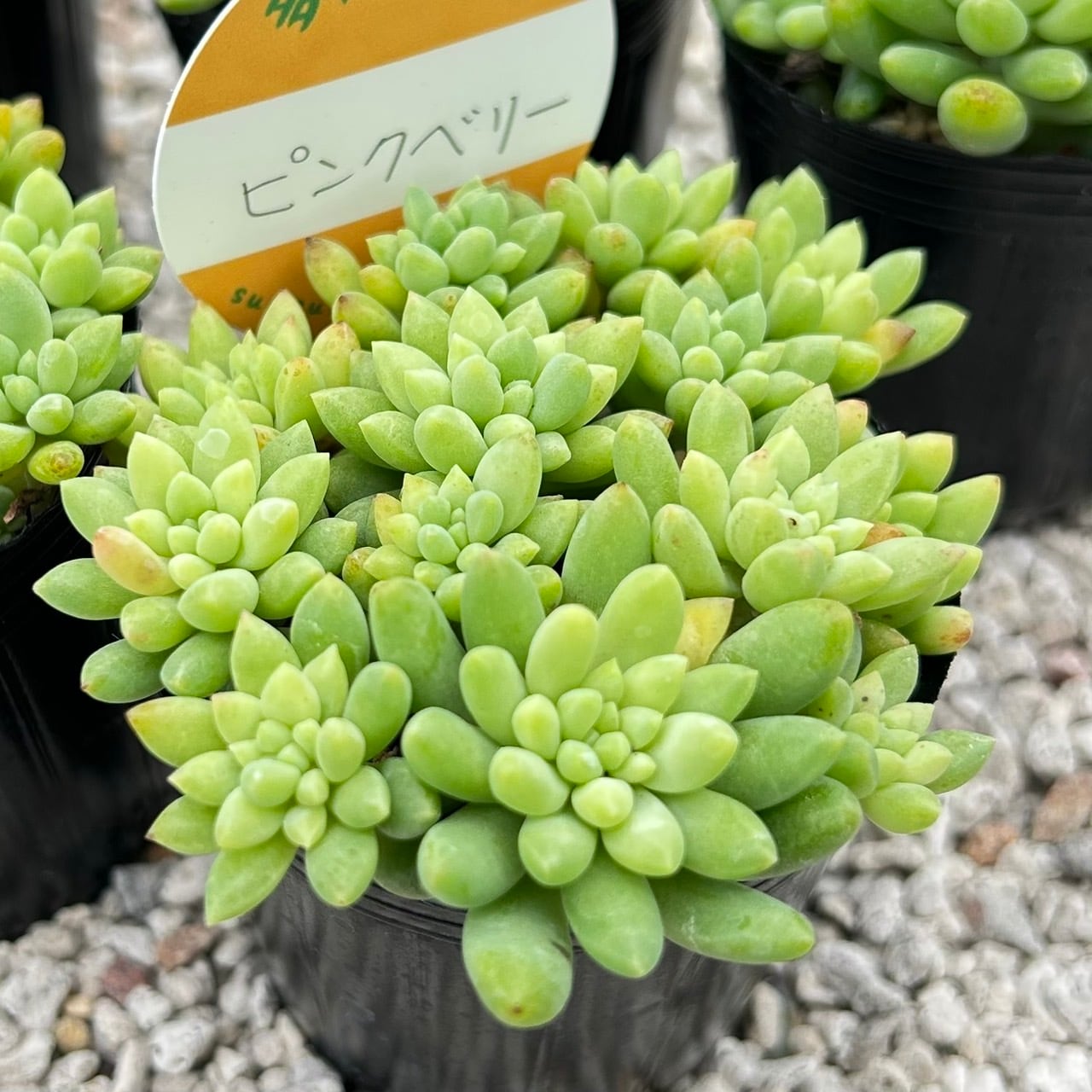天使の雫 一寸苗 多肉植物 セダム | Succulent 花うらら 〜多肉植物