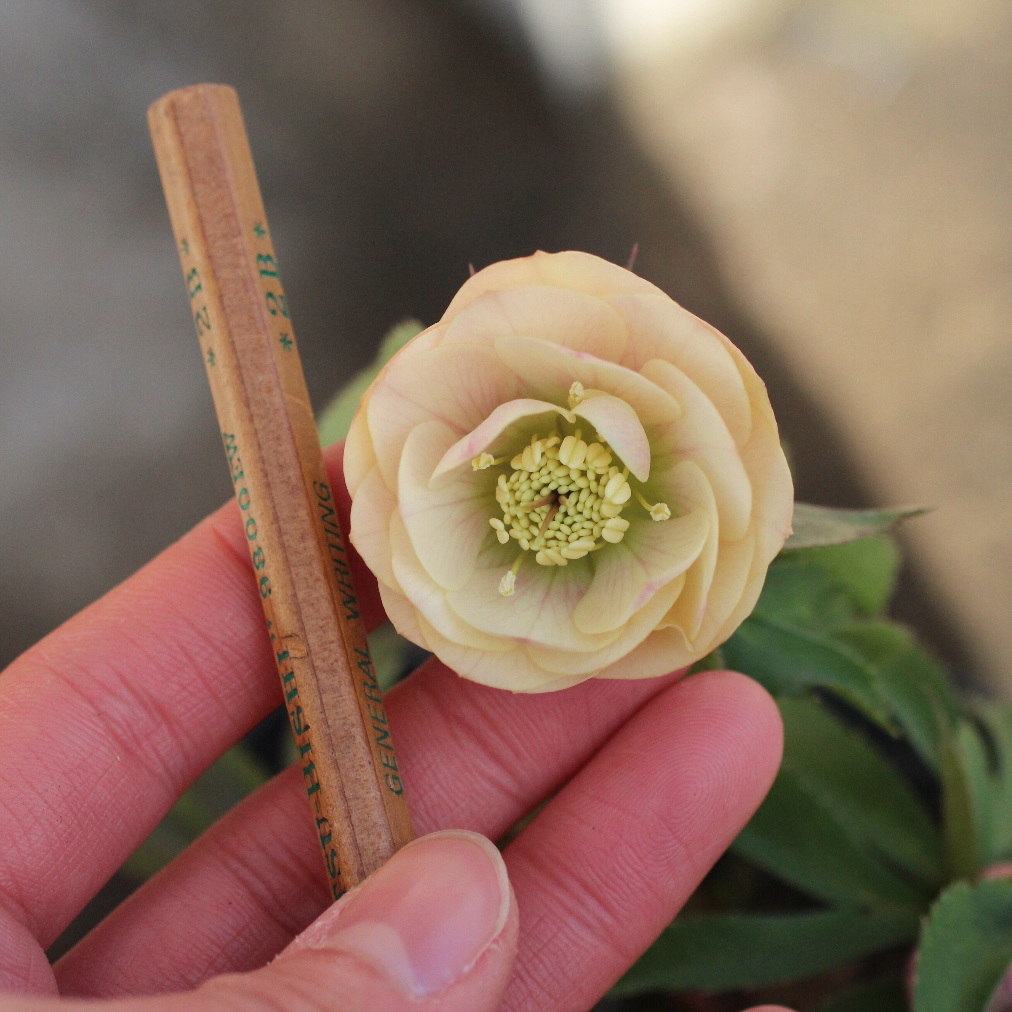 WS26-054 クリスマスローズ ウィンターシンフォニー 小輪系