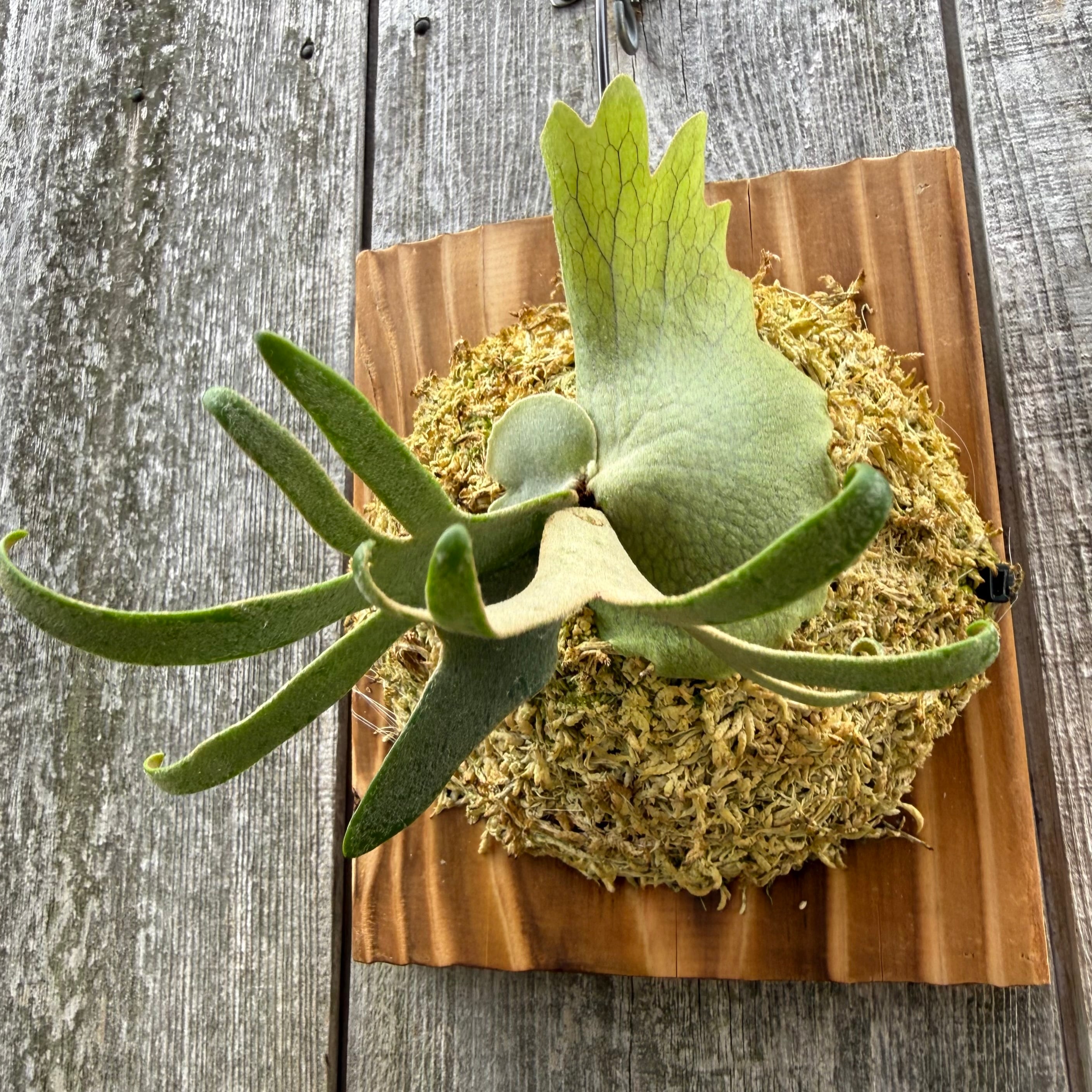 P. willinckii Jenny (TC) | naturefix