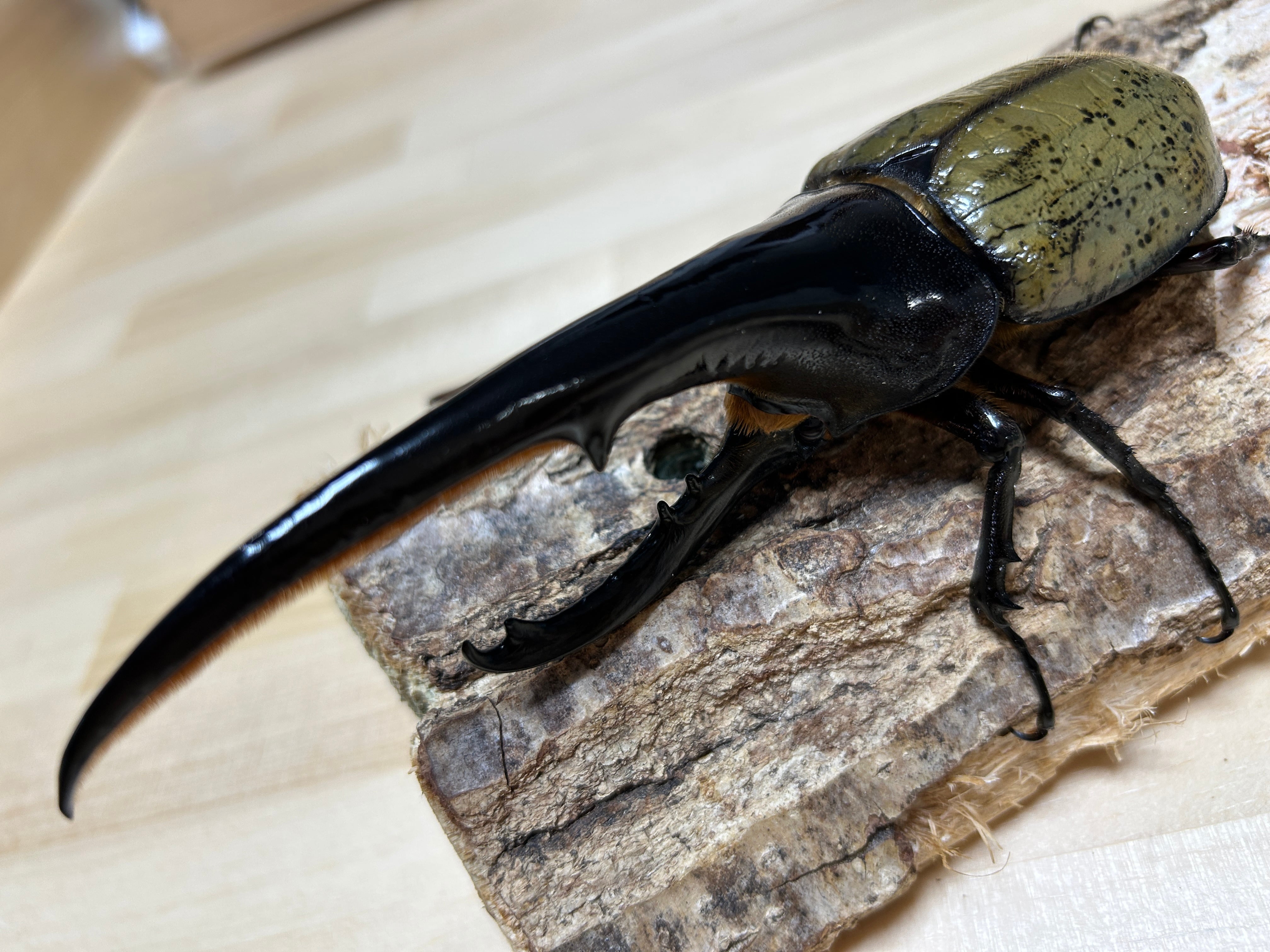 種親に!】ヘラクレスオオカブト ♂161.5mm 《momo兄弟×Gibson》美形