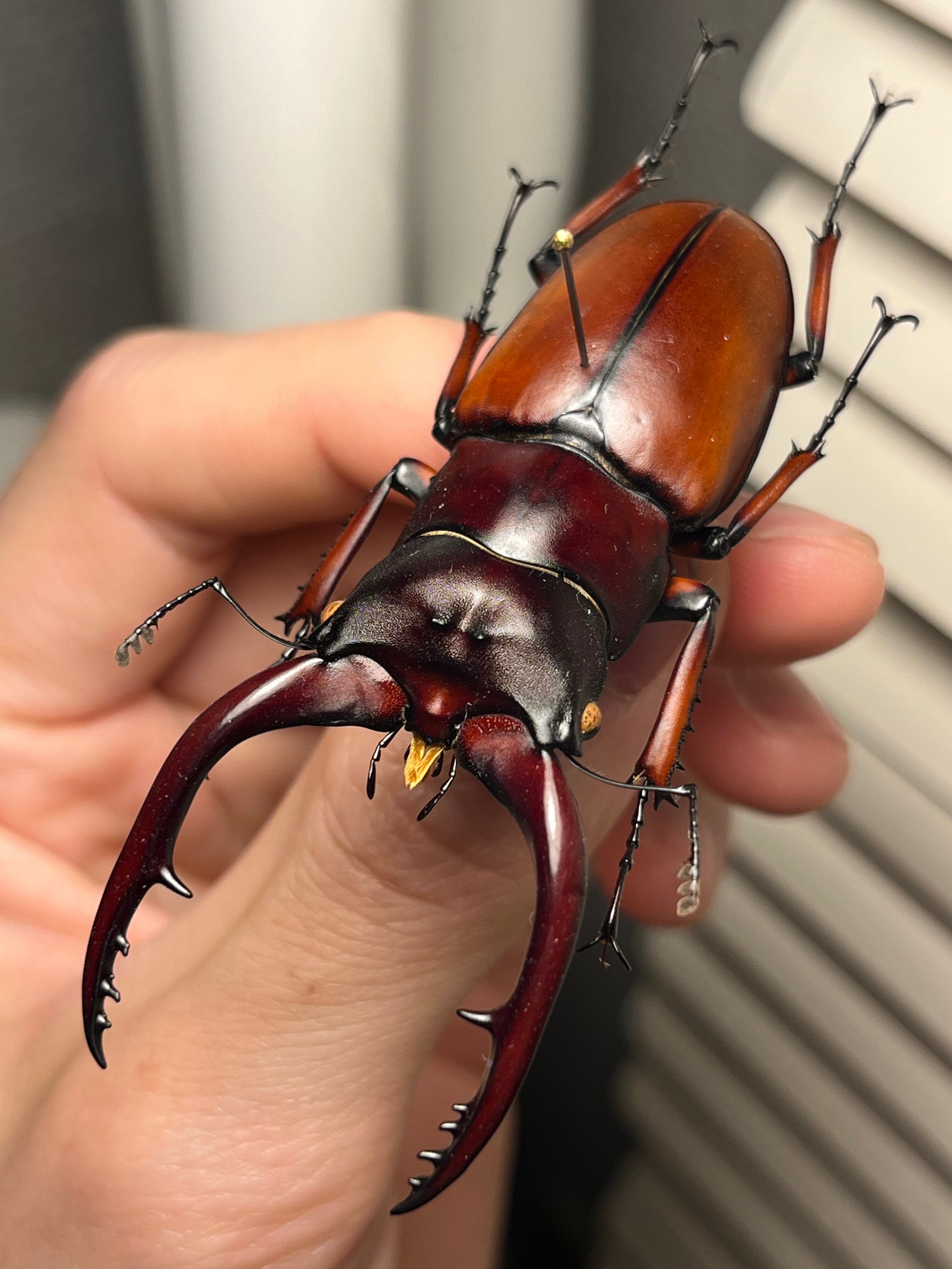 未展足73mm】ホロメタリクスチリクワガタ シワバネクワガタ