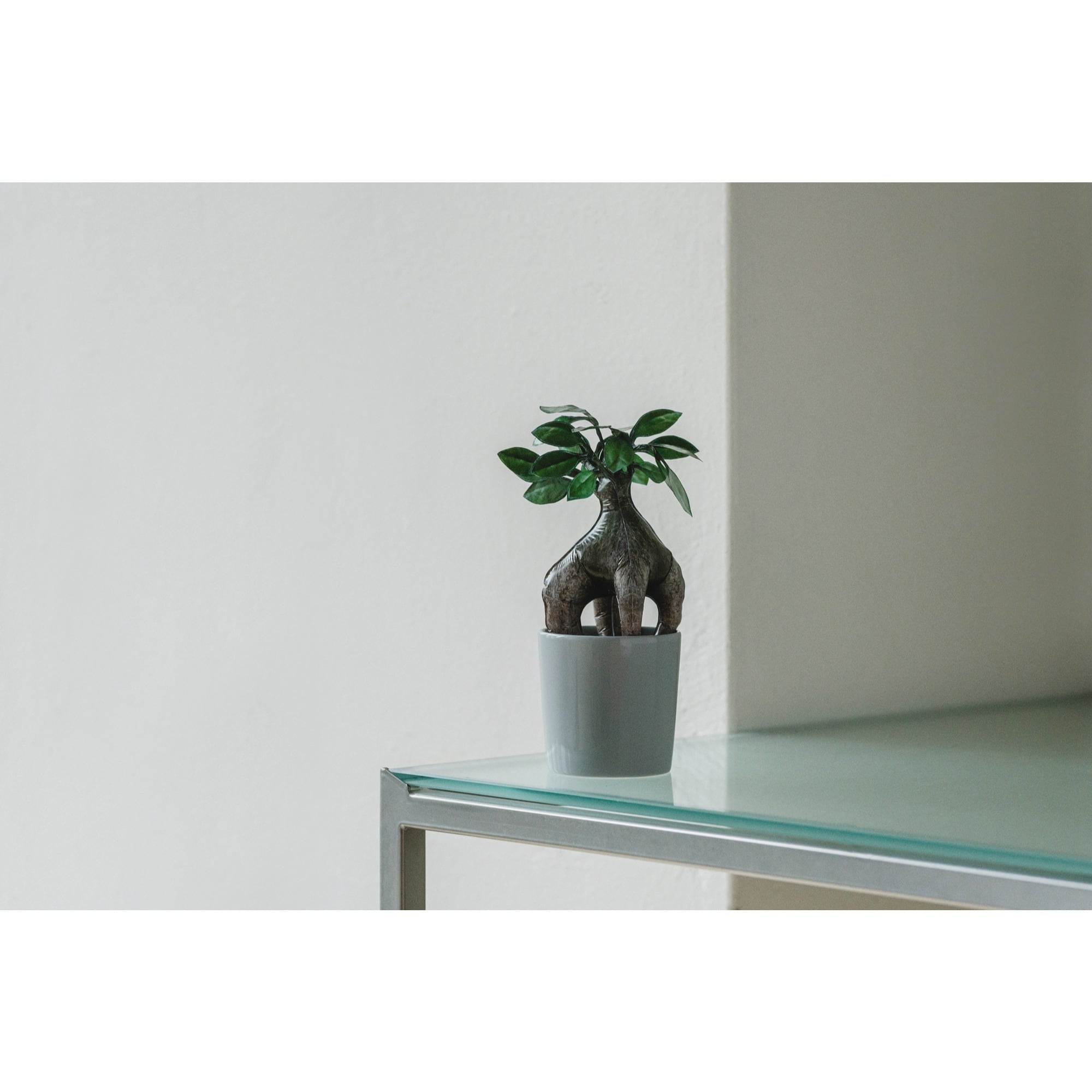 QooSo Plants No.001 AIR-BANYAN（クウキガジュマル） | エスエージー