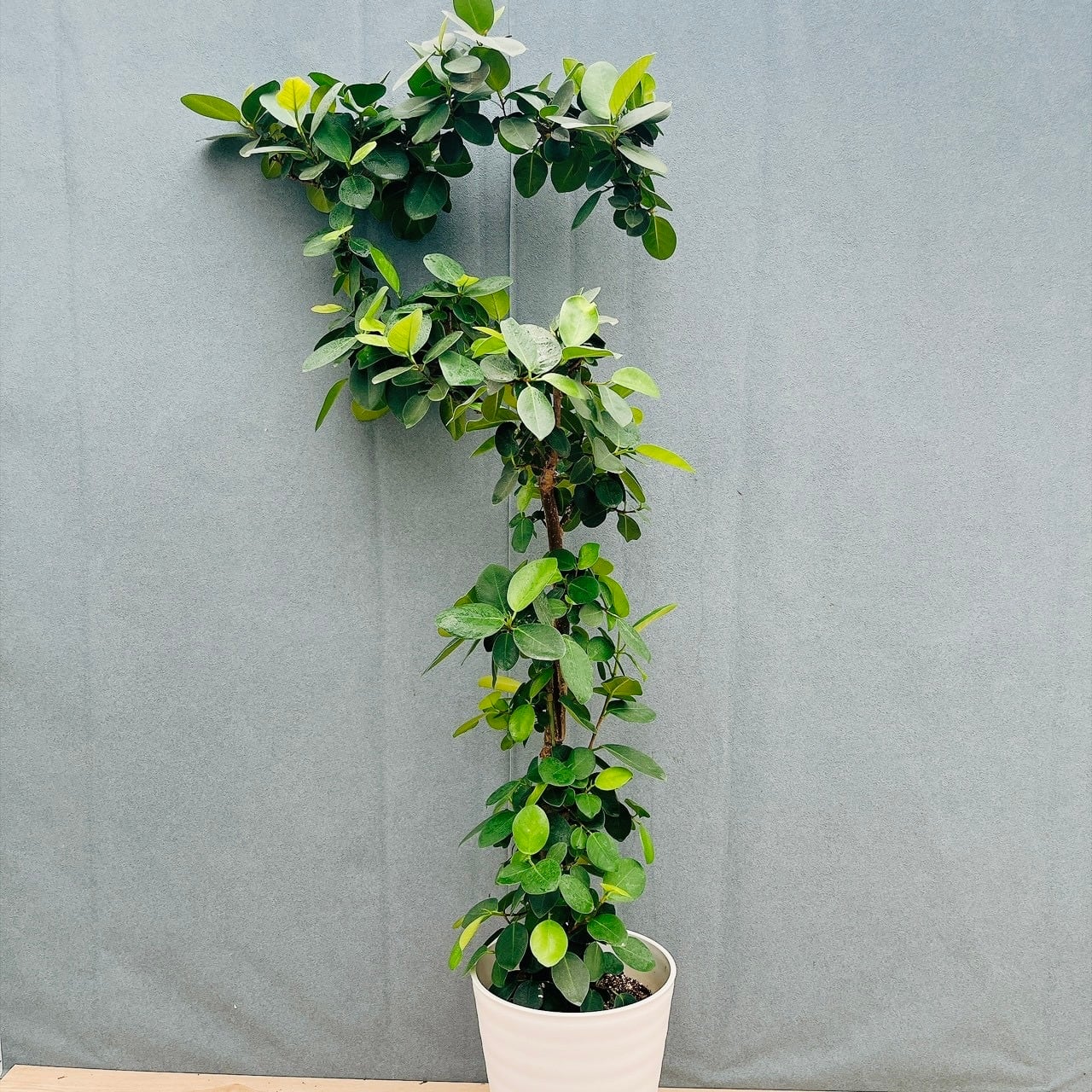 現品］A カシワバゴムノキ フィカス リラータ 曲がり 7号 観葉植物