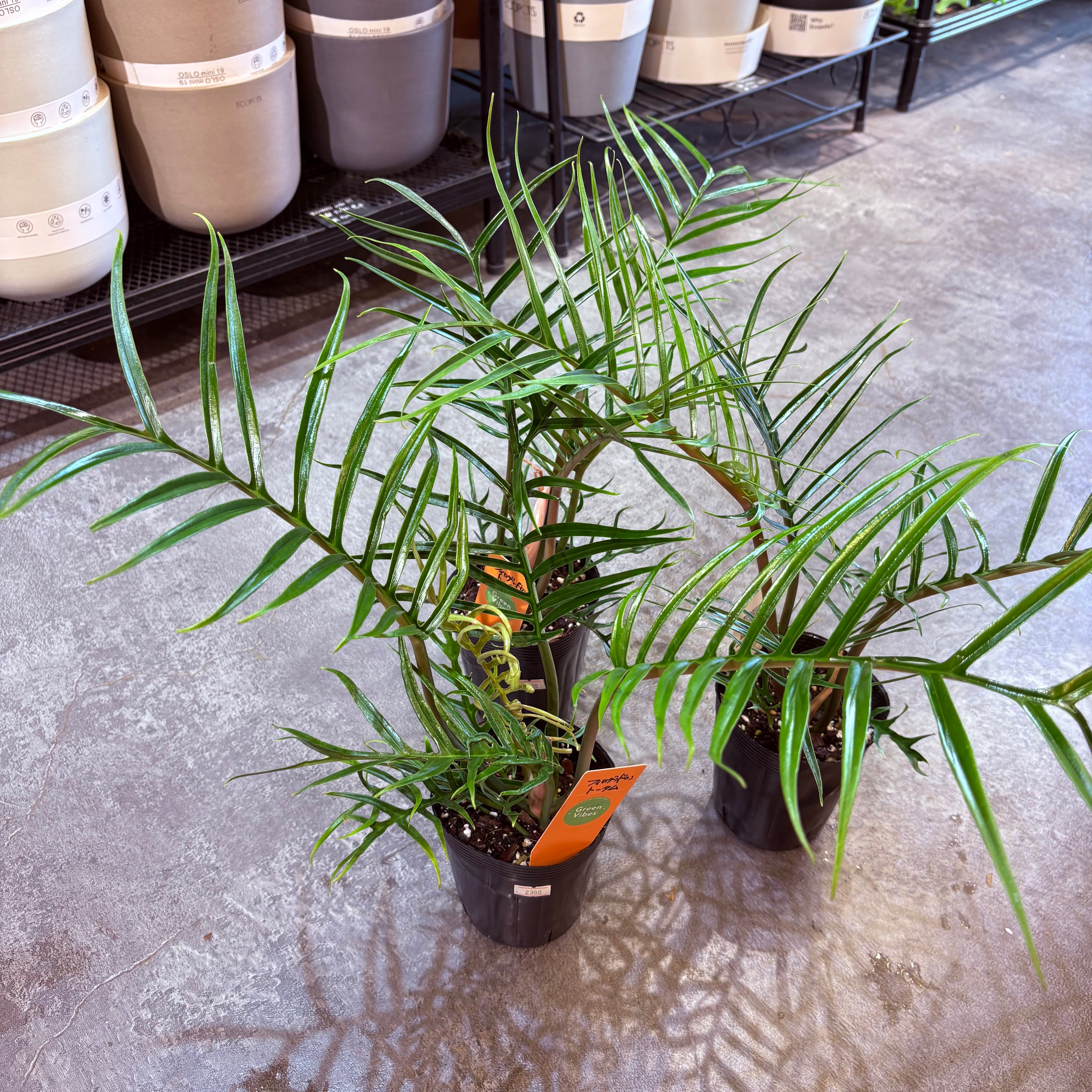 フィロデンドロン トータム 3.5号 | Green Vibes 宇都宮市の観葉植物専門店