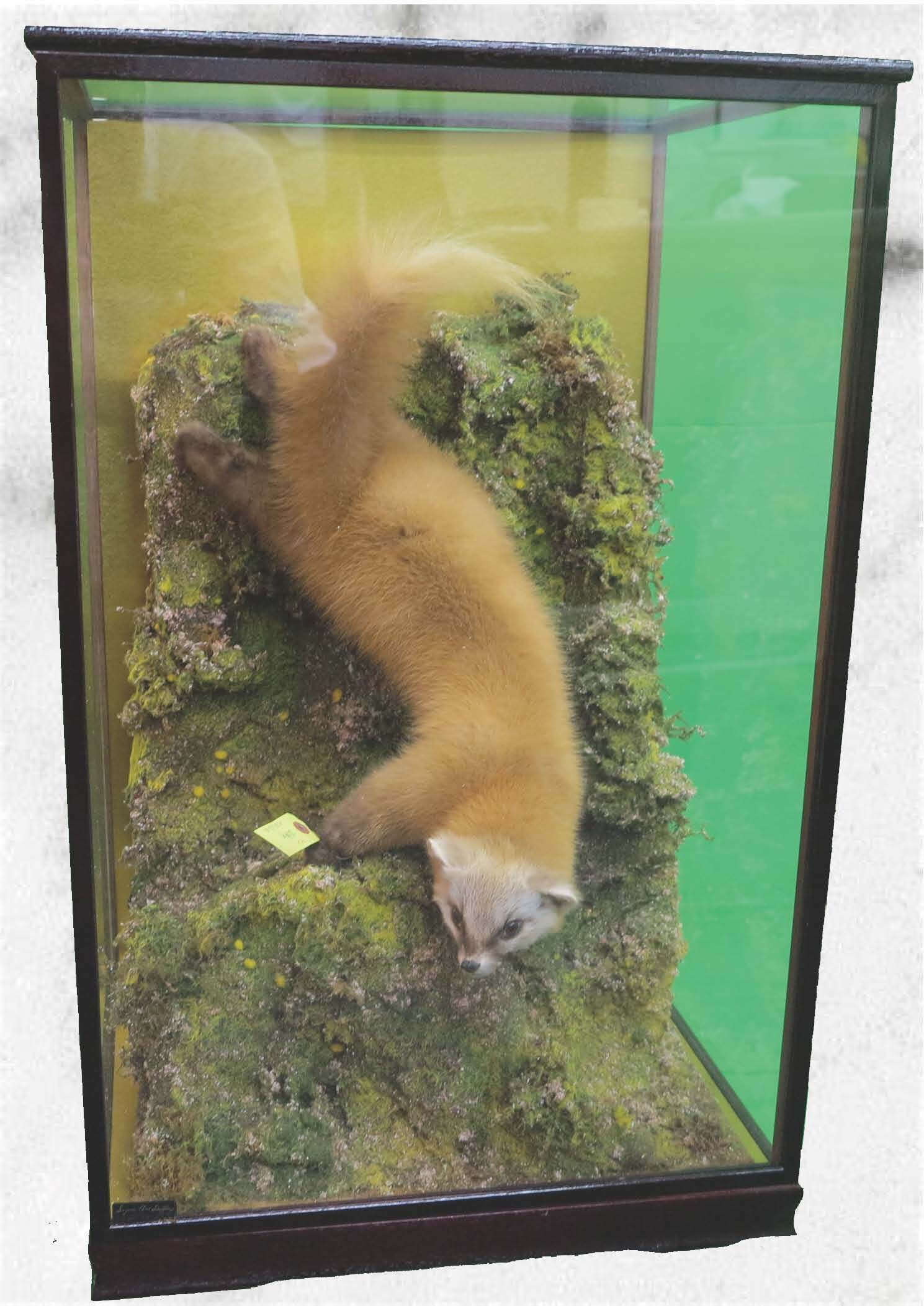 45.鹿（幼獣）の剥製（ケース入り） | JuraTech