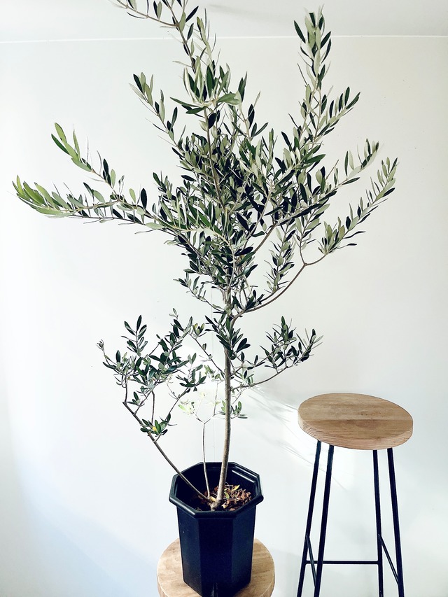 耐寒強 オリーブ アルベキナ アルベキーナ Lサイズ 観葉植物 calm cafe