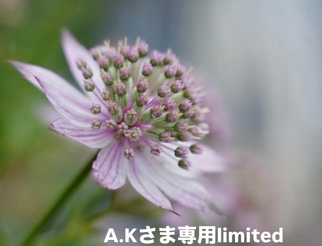 AK様専用☆リバティ ハーフハンカチ② AK☆リバティ ハーフハンカチ②