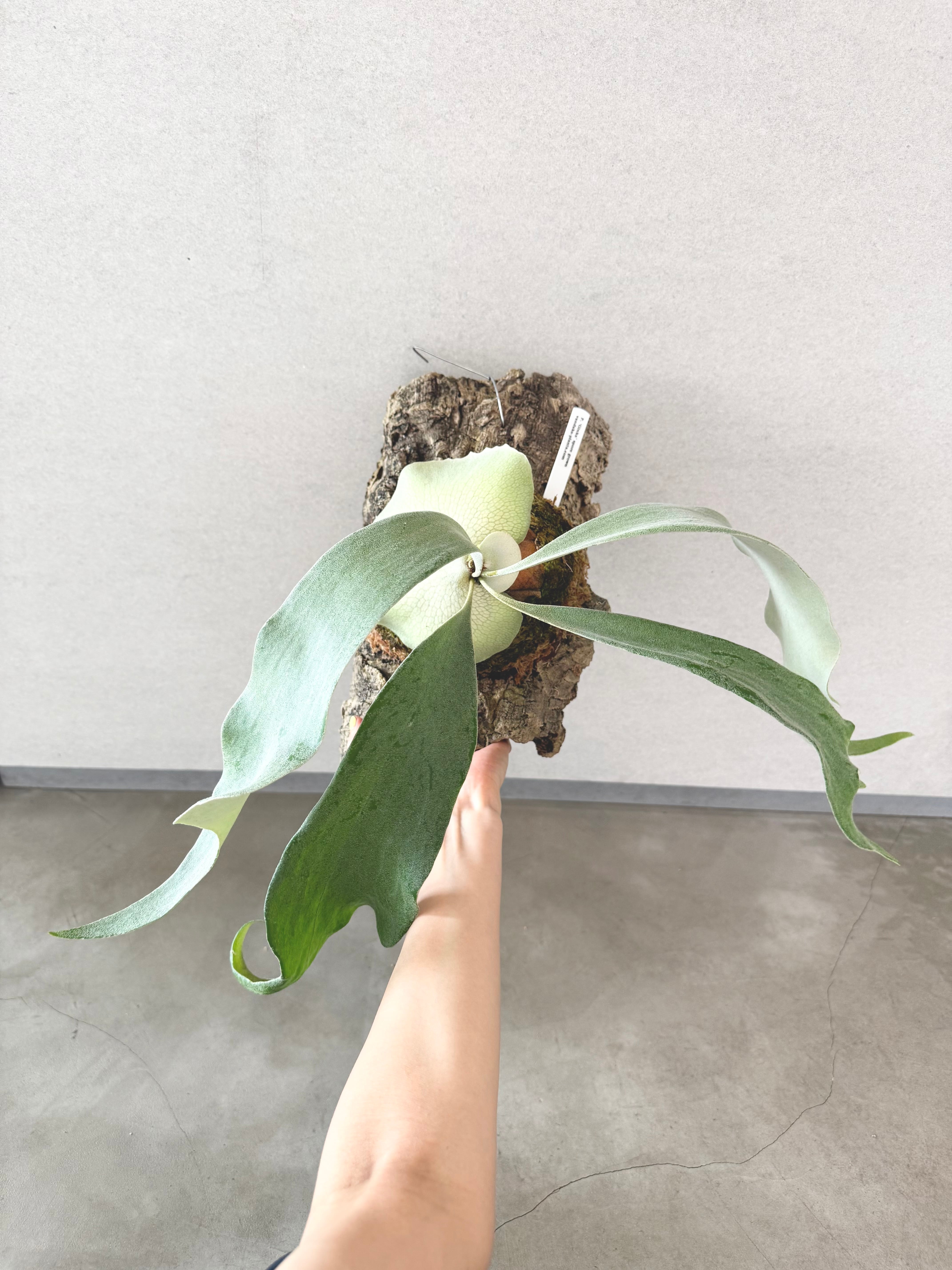 Platycerium_ビカクシダ | vandaka plants