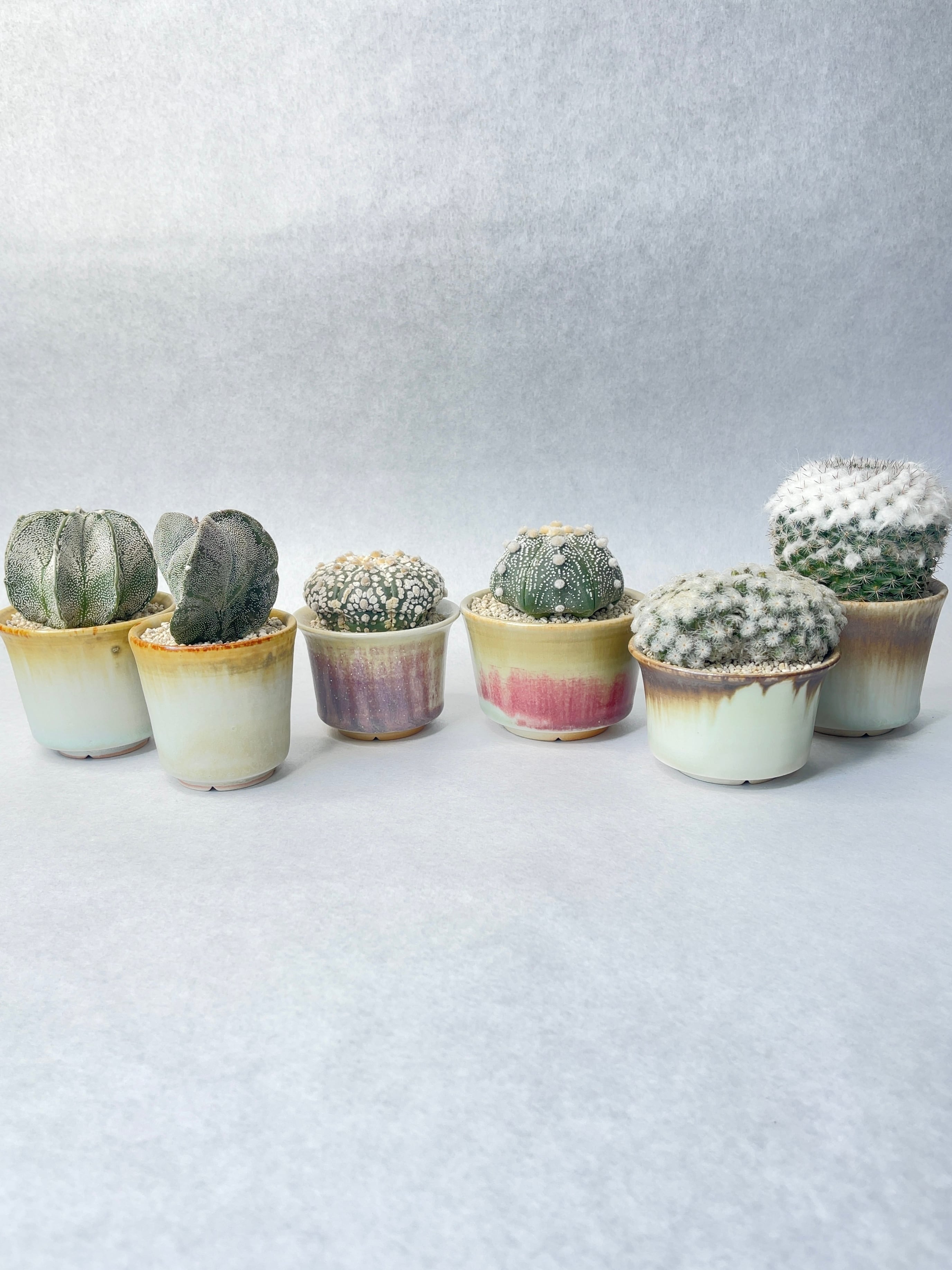 マミラリア・白星パンチパーマ | trigger