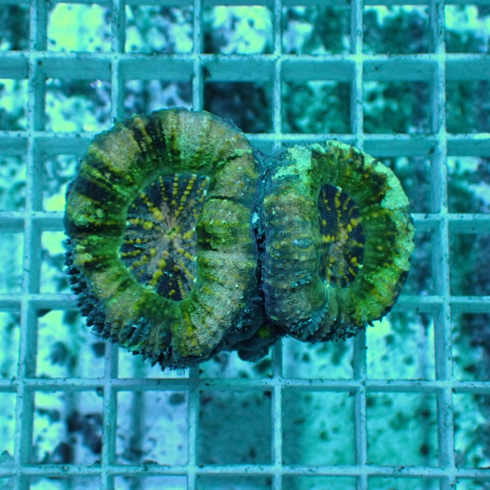 スコリミア | HOUSE REEF(ハウスリーフ)サンゴ・海水魚・海藻・通販