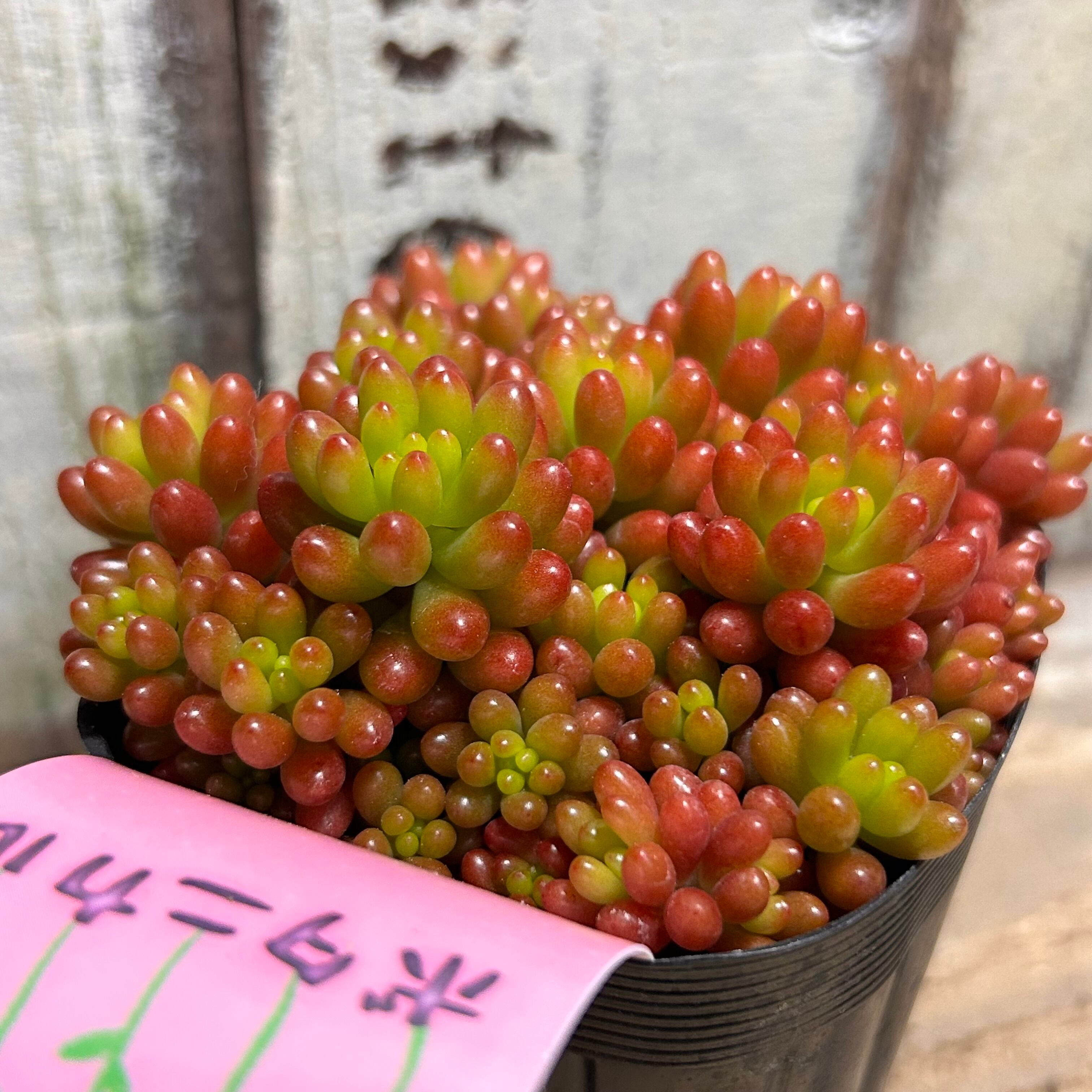 レッドベリー | RuPo 多肉植物専門店
