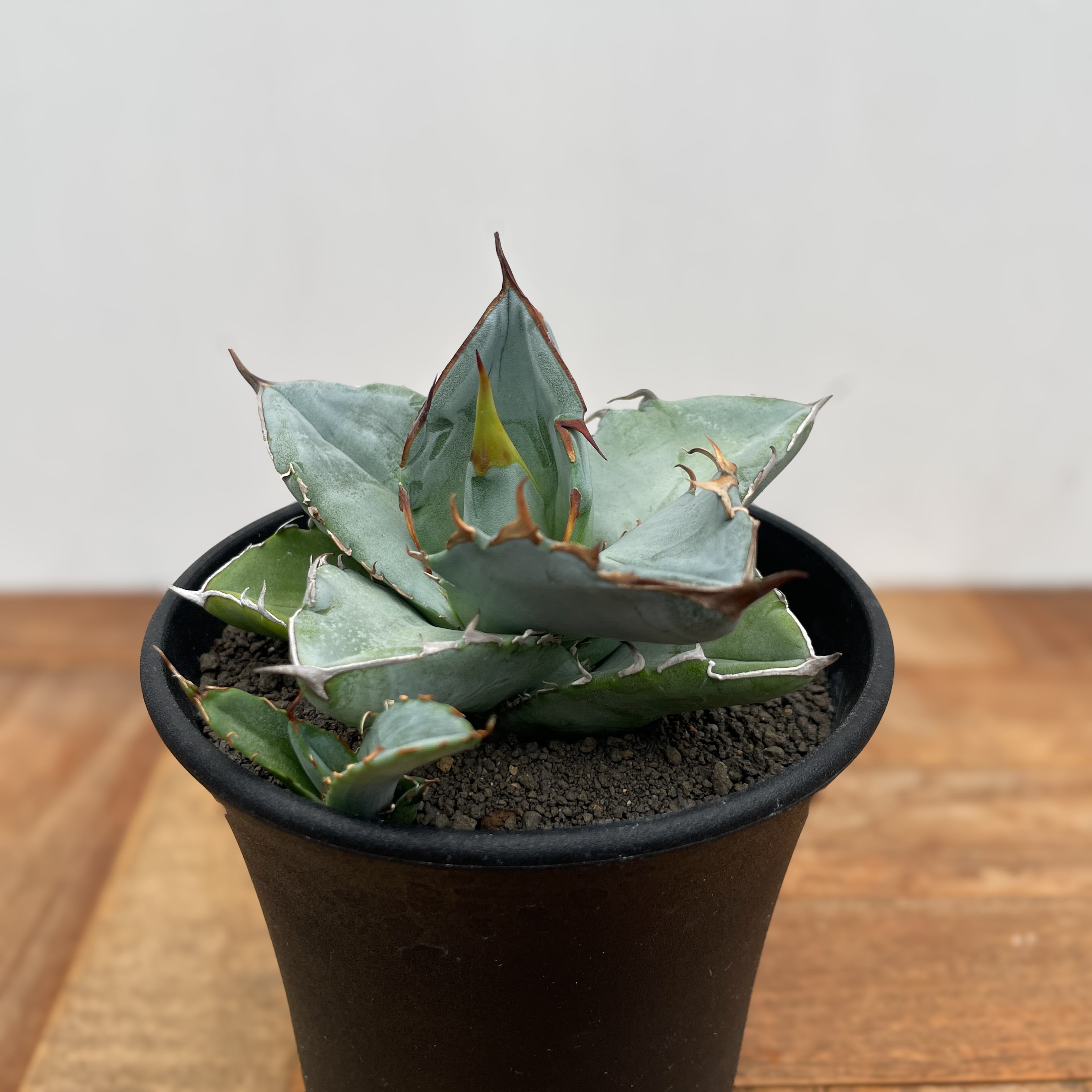 H*i様 アガベ オアハカ 超強棘株 コンパクトライムグリーンタイプ H*i様 アガベ オアハカ 超強棘株 コンパクトライムグリーンタイプ H*