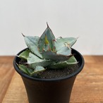 Agave oteroi【アガベ・オテロイ・実生】