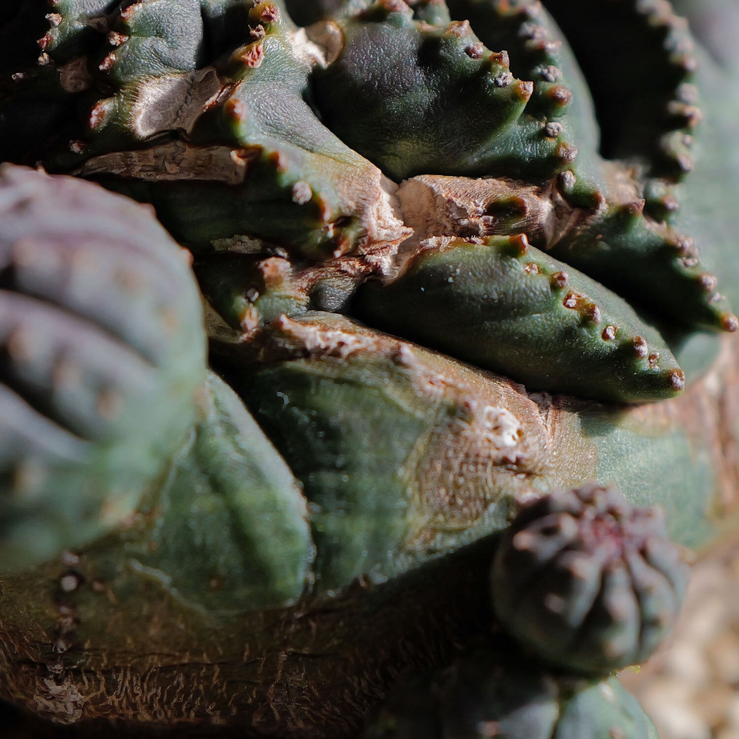 超厳選株】大株 最大幅約9.6cm 仔吹き 円扇綴化 オベサ