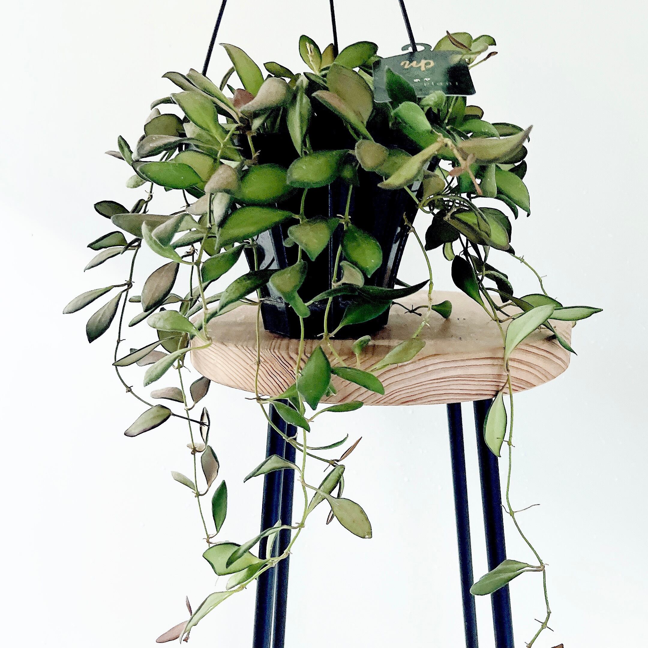 一点もの】創樹 SOUJU オリーブ ピクアル 観葉植物 calm cafe