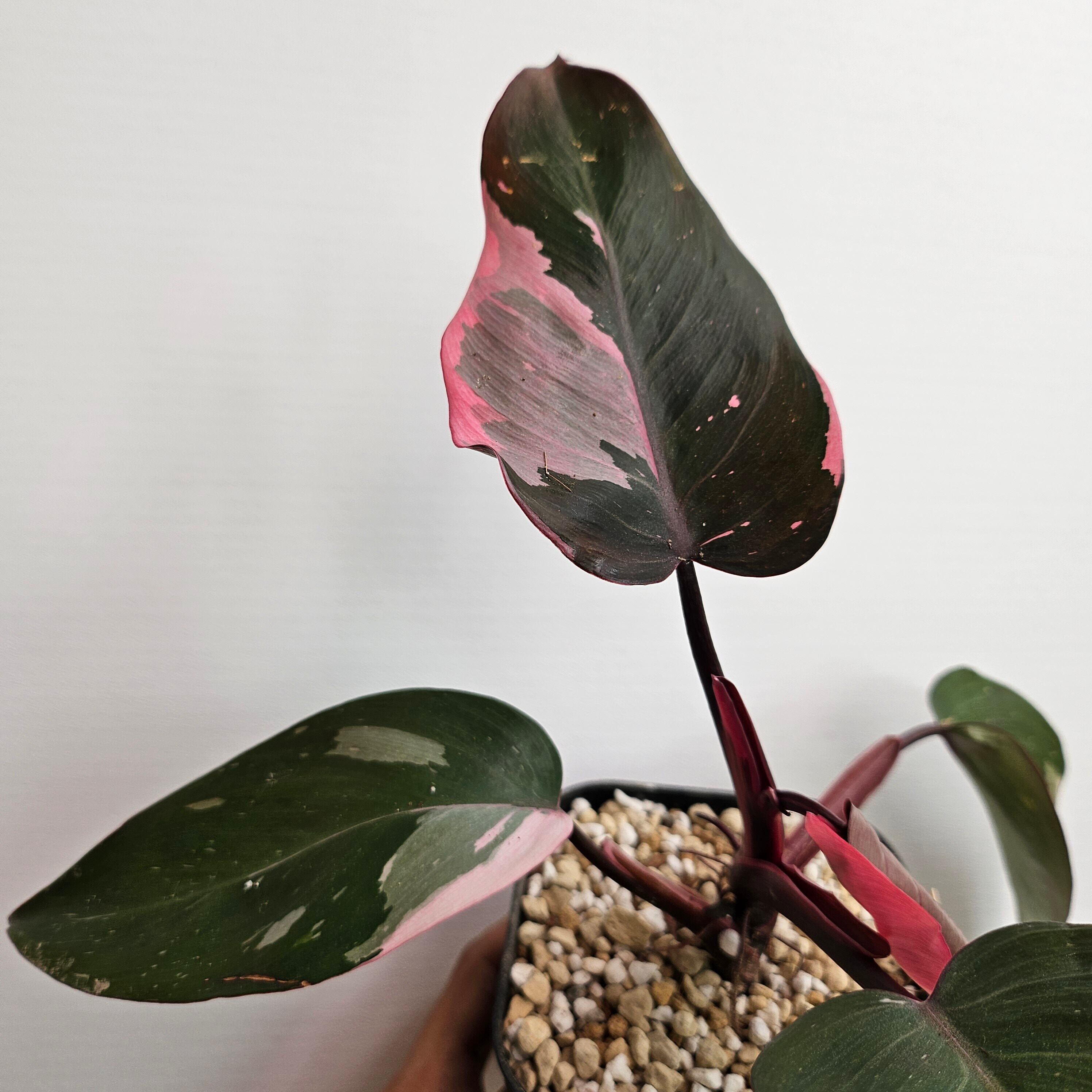 ①〔フィロデンドロン ピンクプリンセス マープル〕Philodendron Pink