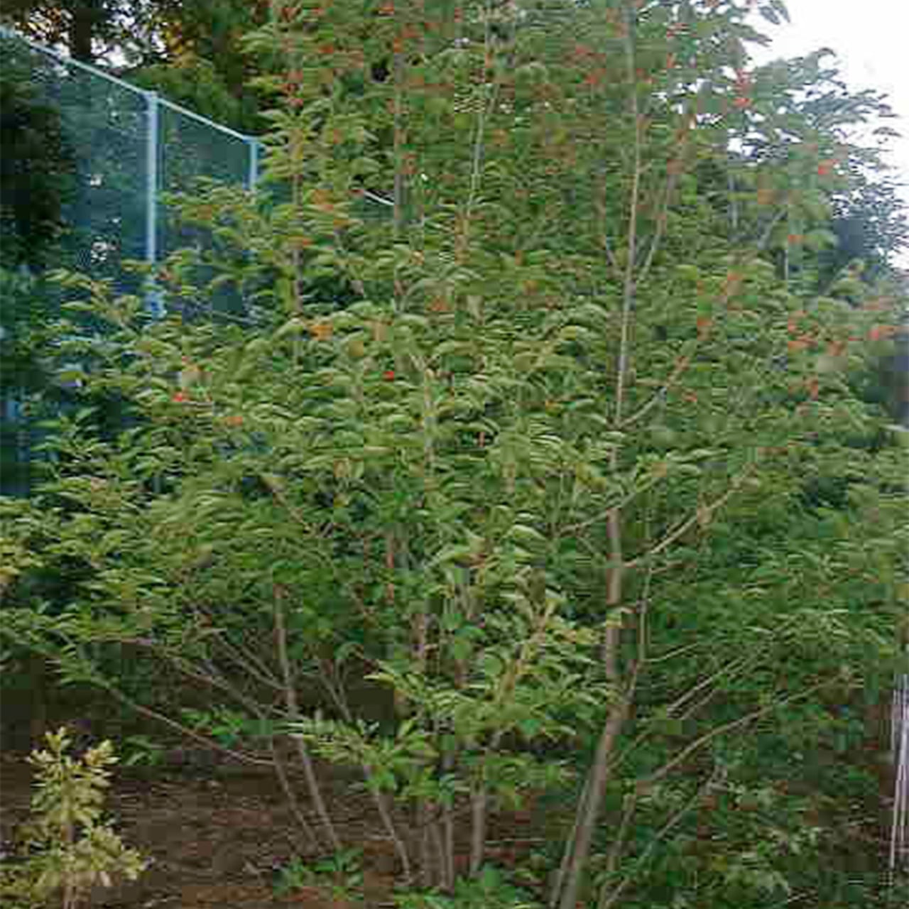 アオハダ 株立ち / 寄せ株（36㎝ポット）