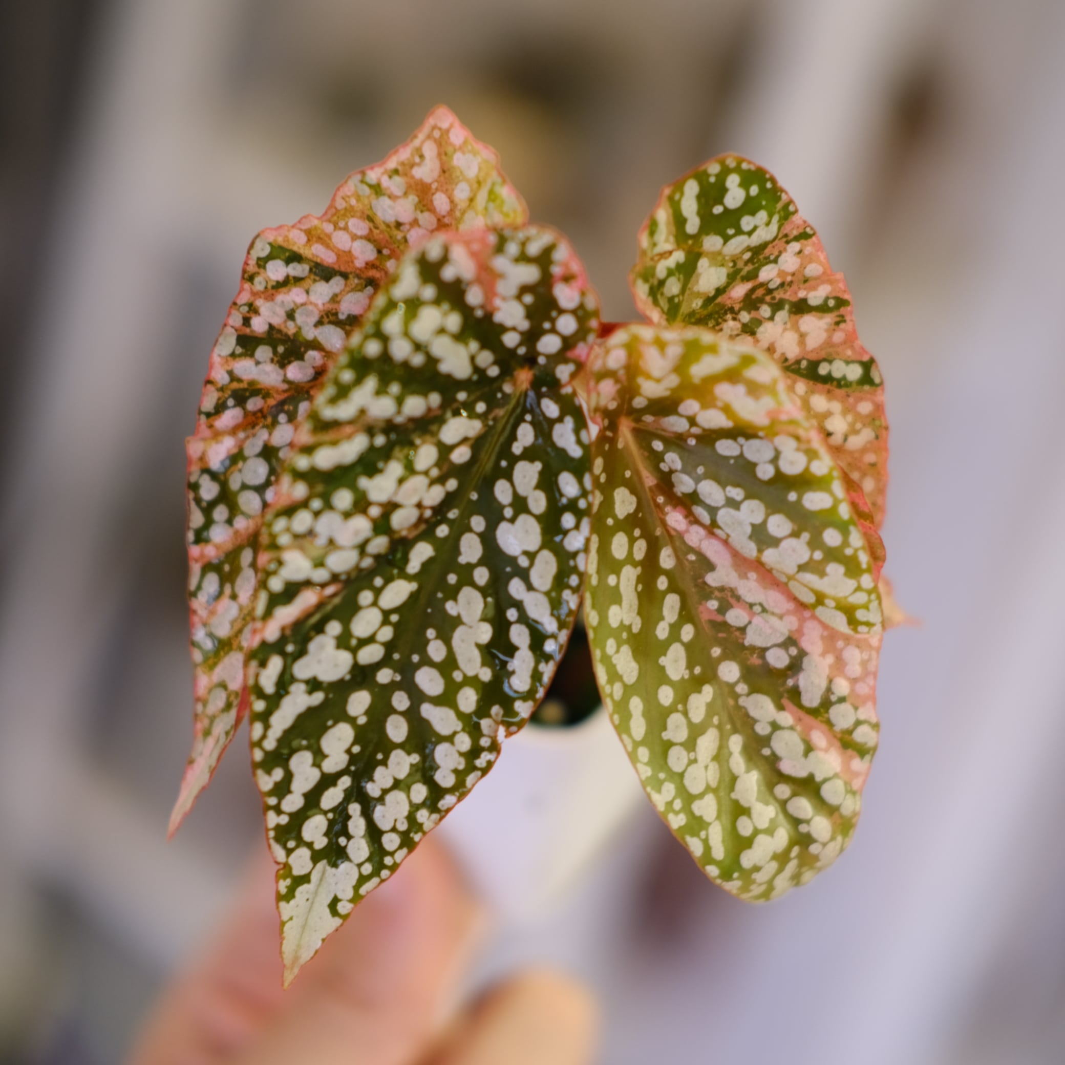 N*i様 ベゴニア　スノーキャップド　斑入り　ピンク斑 Begonia Snow Capped Variegata｜ベゴニア スノーキャップド 斑入り