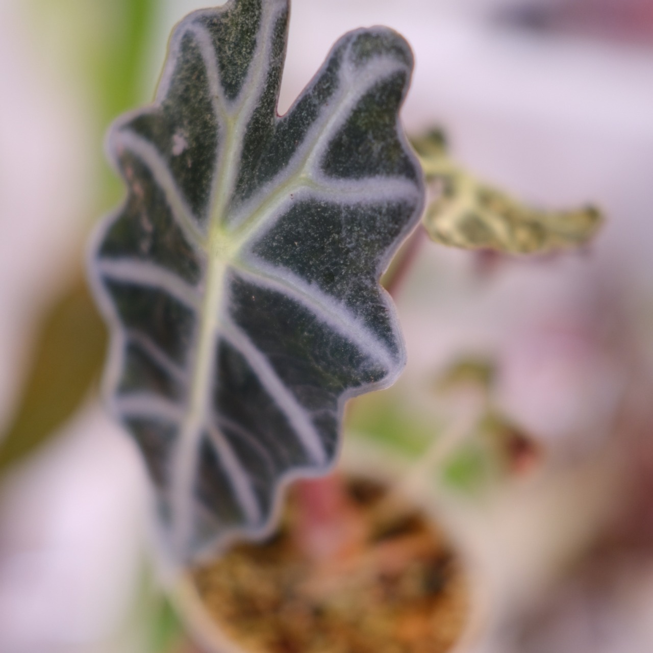 Alocasia Amazonica Polly Pink varigated⑥│アロカシア アマゾニカ ポリー ピンク斑入 | 観葉植物