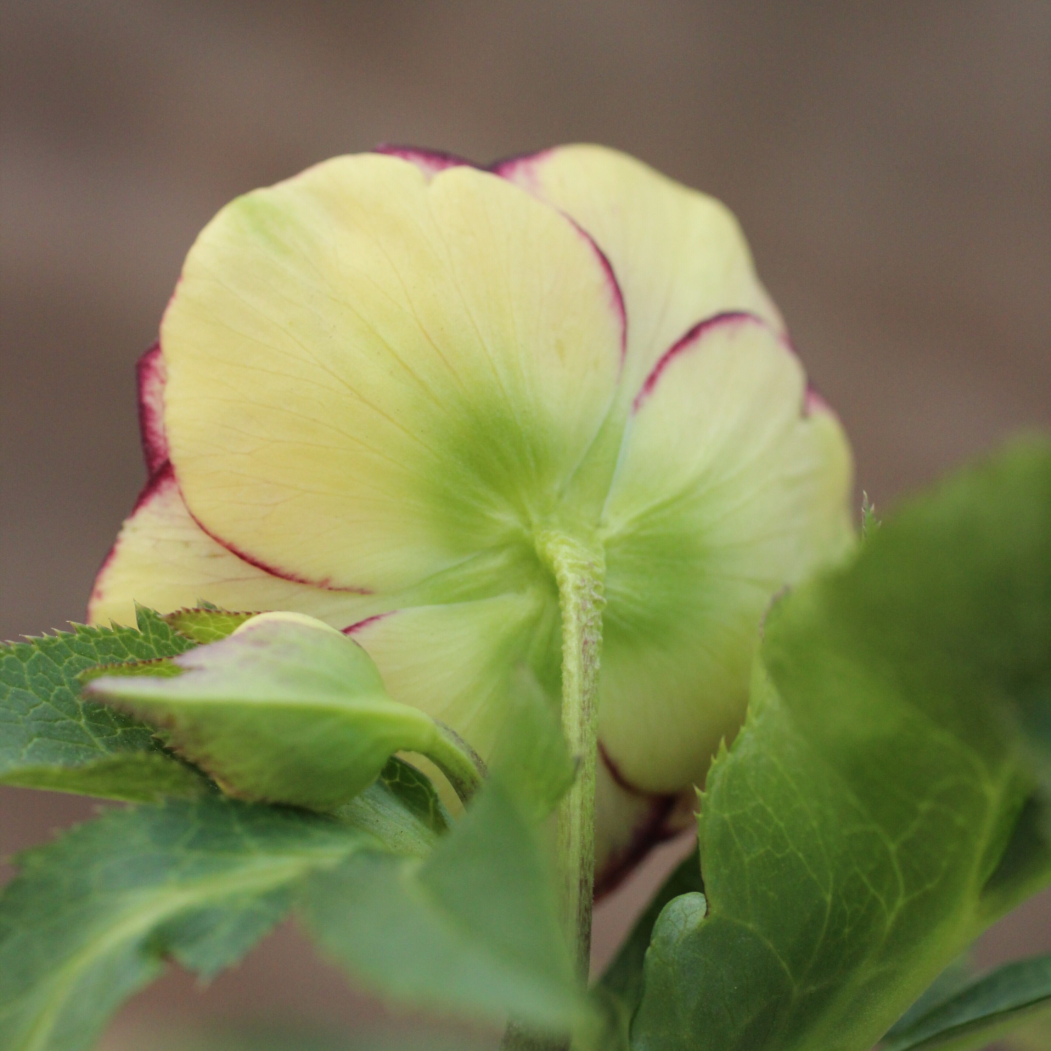 WS26-077 クリスマスローズ ウィンターシンフォニー イエローピンク