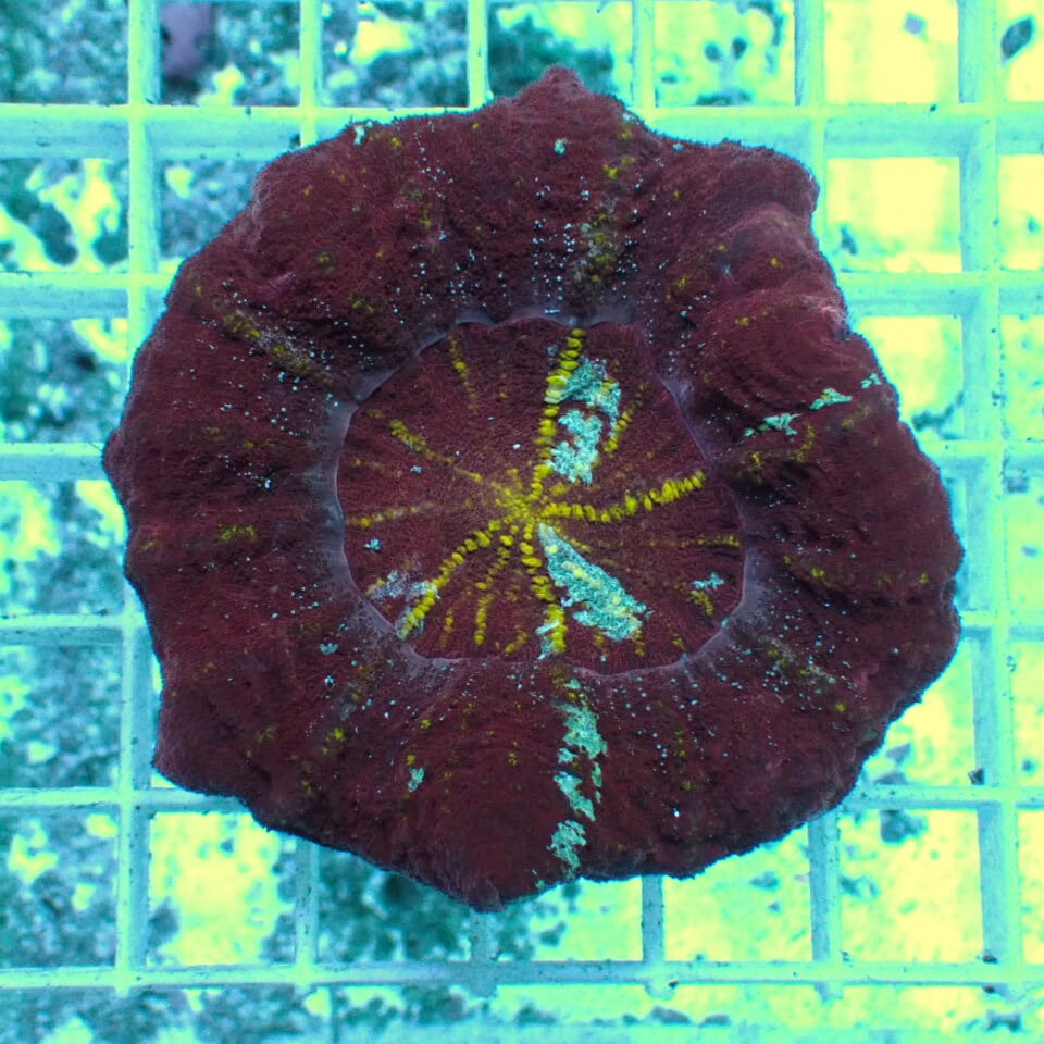 スコリミア | HOUSE REEF(ハウスリーフ)サンゴ・海水魚・海藻・通販