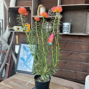 リューコスペルマム コルディフォリウム