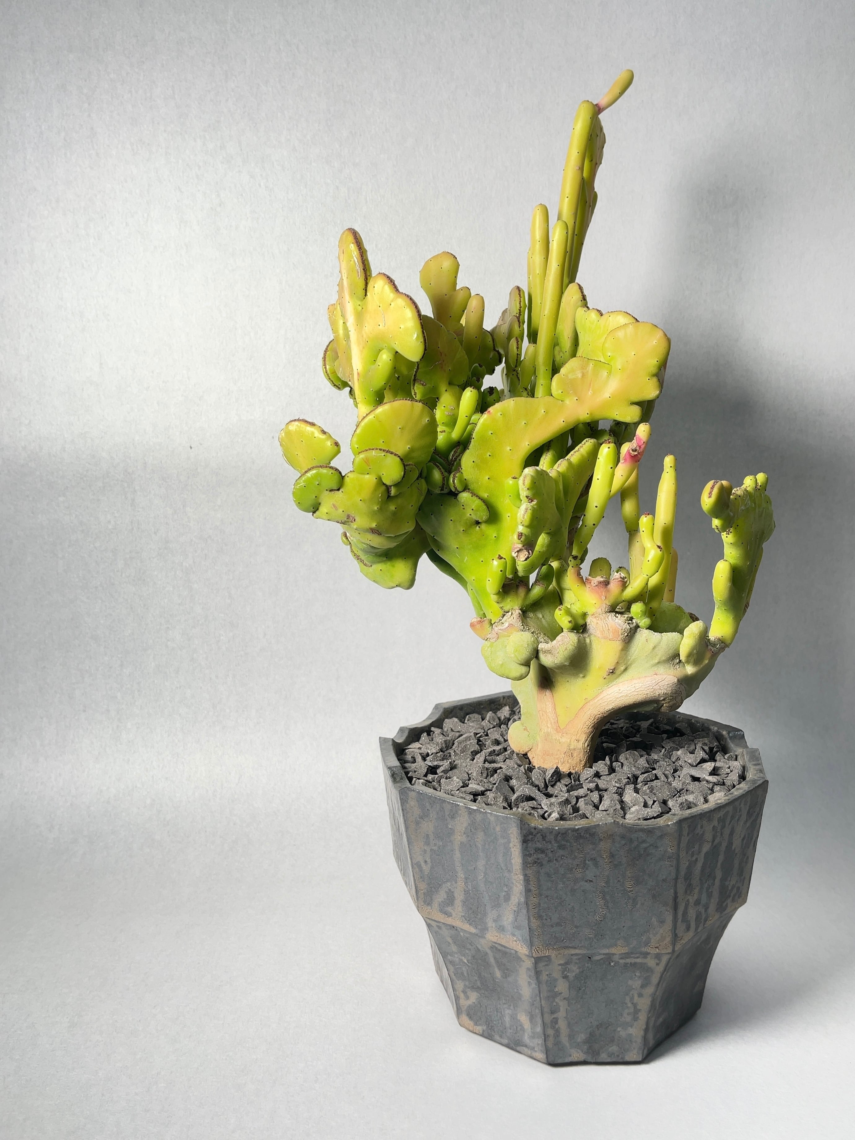 ユーフォルビア・オンコクラータ錦綴化 | trigger