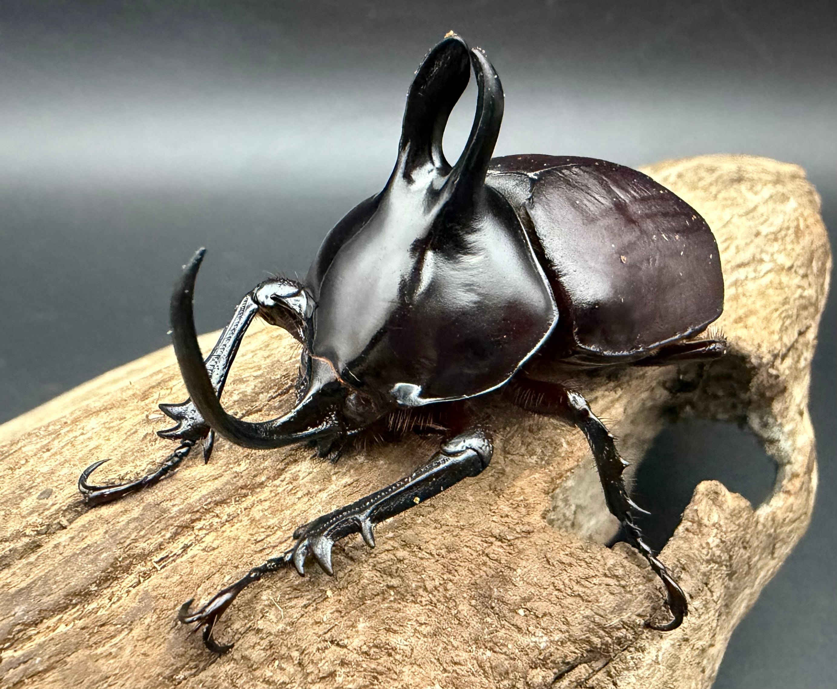 KPWオリジナル】オオヒラタケ菌糸ボトル 2300cc | KPW BASE店