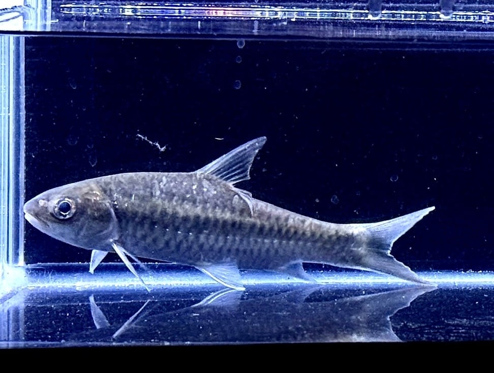 中古水中ライト アクアサンライト1200 使用半年 引き取り限定 | アクア