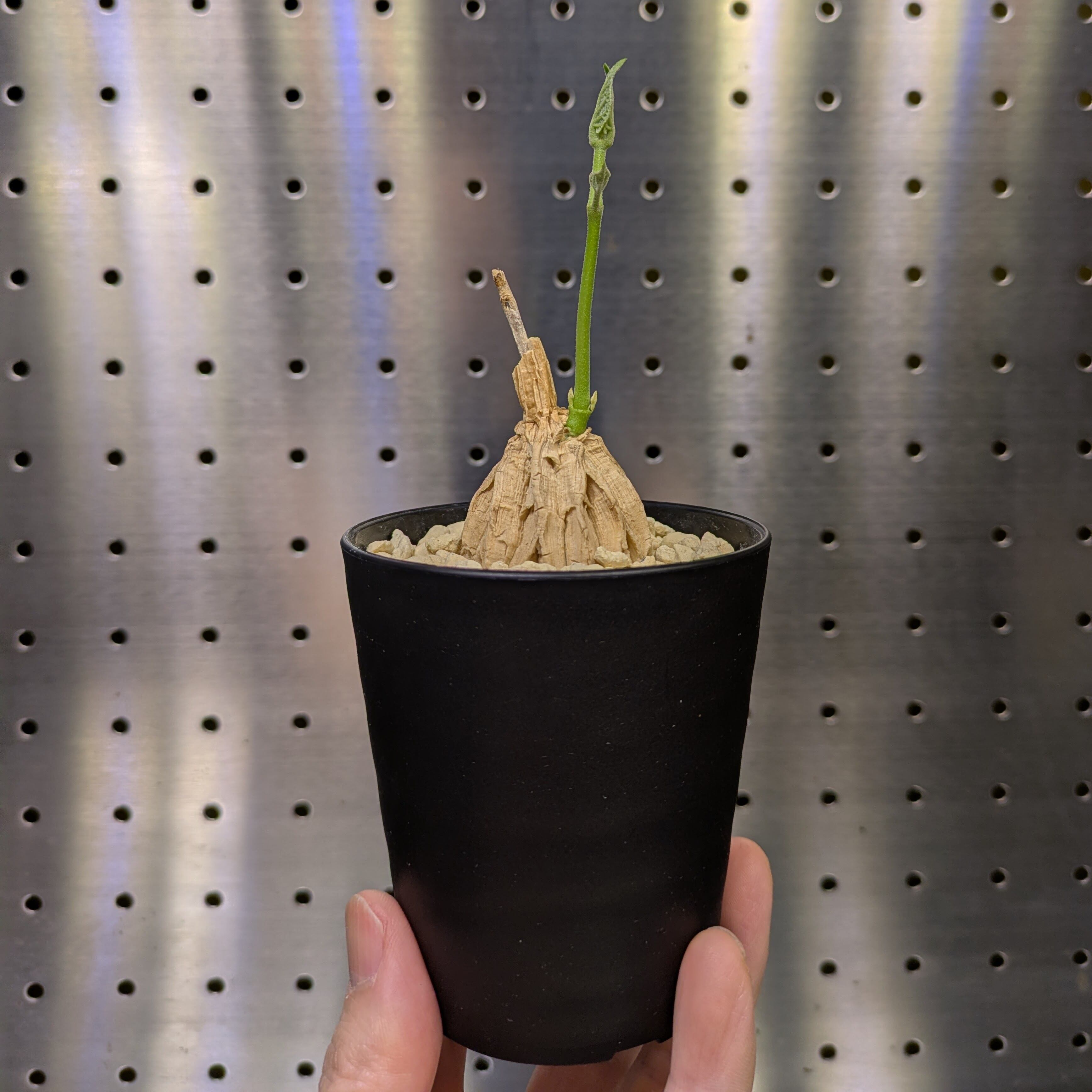 f105a26cae025eb17bac3d49270414