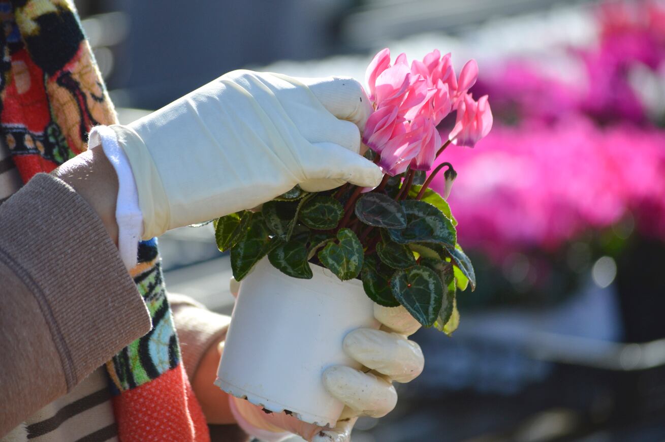 ❣️シクラメンです。２点おまとめ ≪たけいち農園産≫ガーデンシクラメン【友禅】見計らい2株