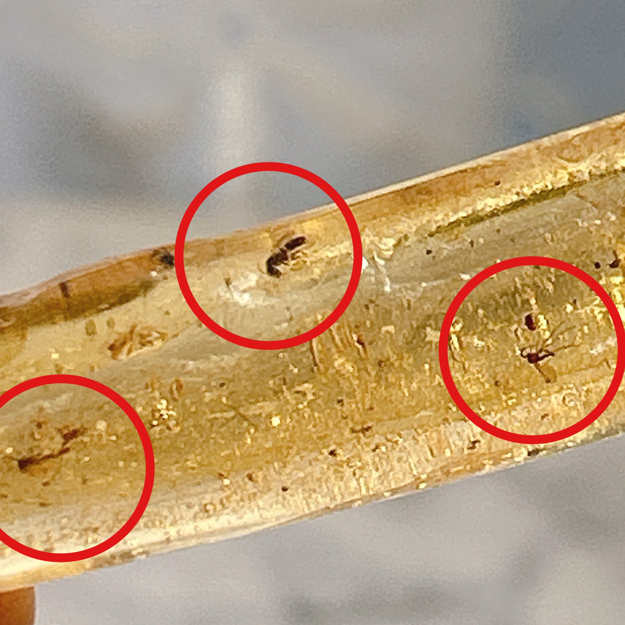 化石]琥珀・アンバー | クリスタル・ワールド御徒町店