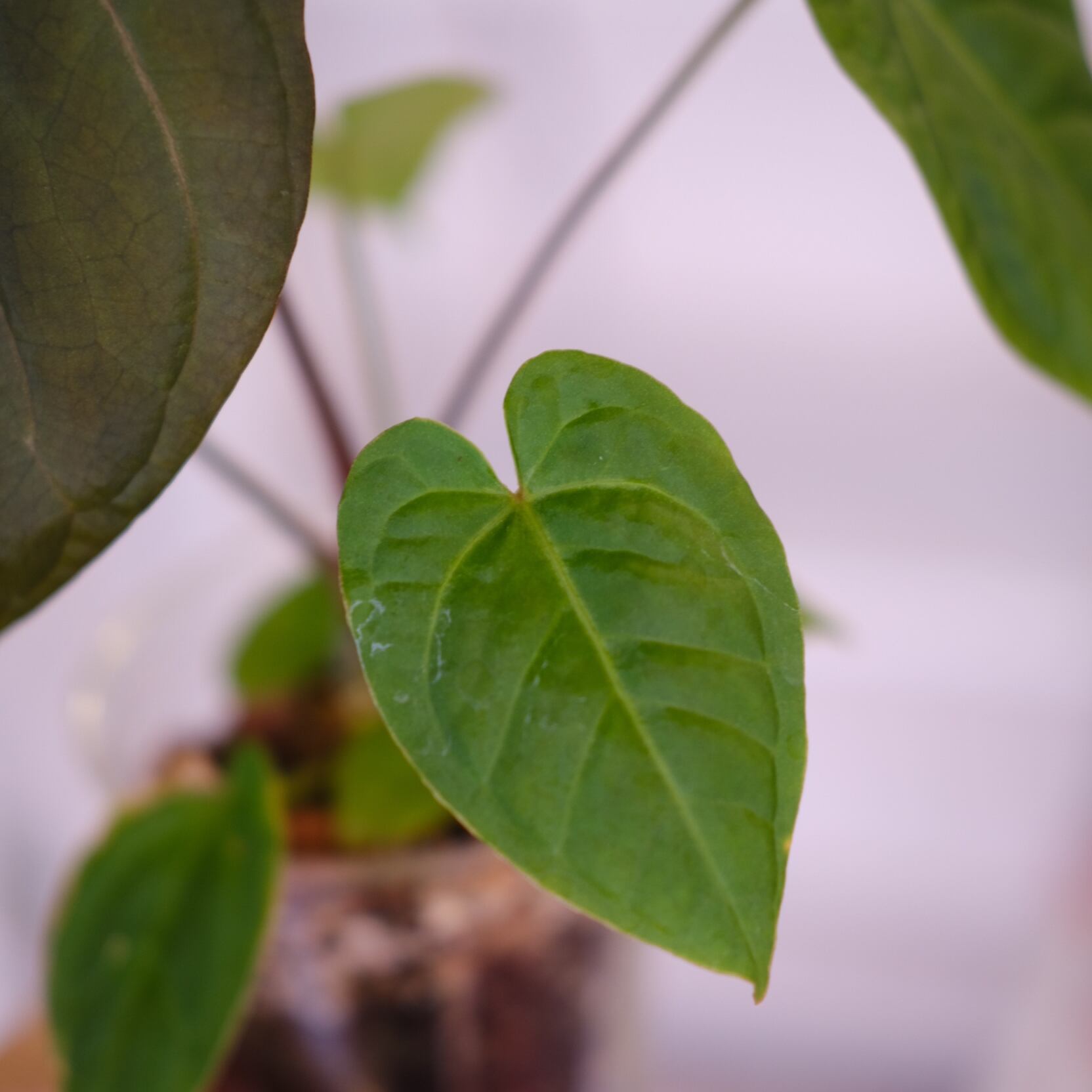 Anthurium kunayalensis × Anthurium Zara 'Michelle'｜アンスリウム