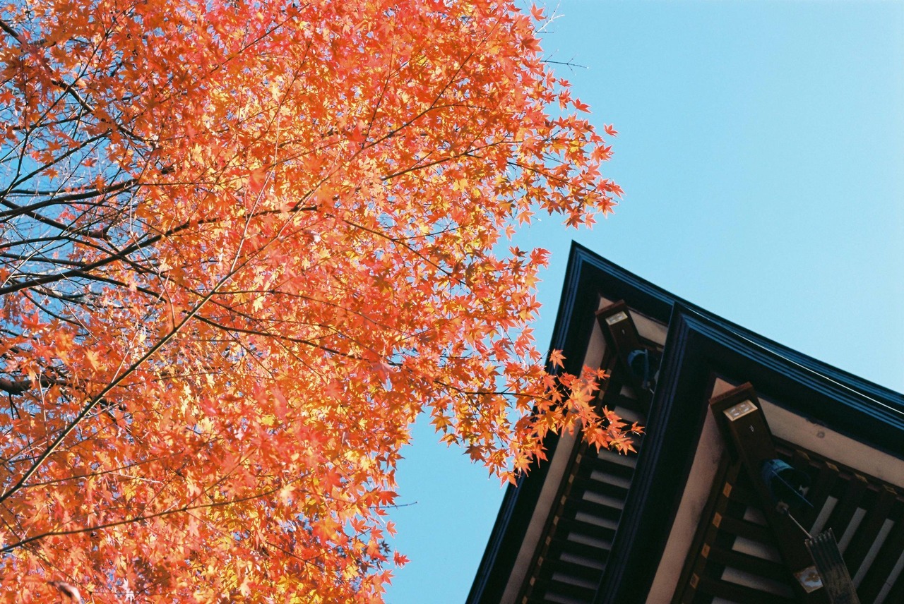 【特上品】Contax Planar 50mm  f1.7 AEJ　