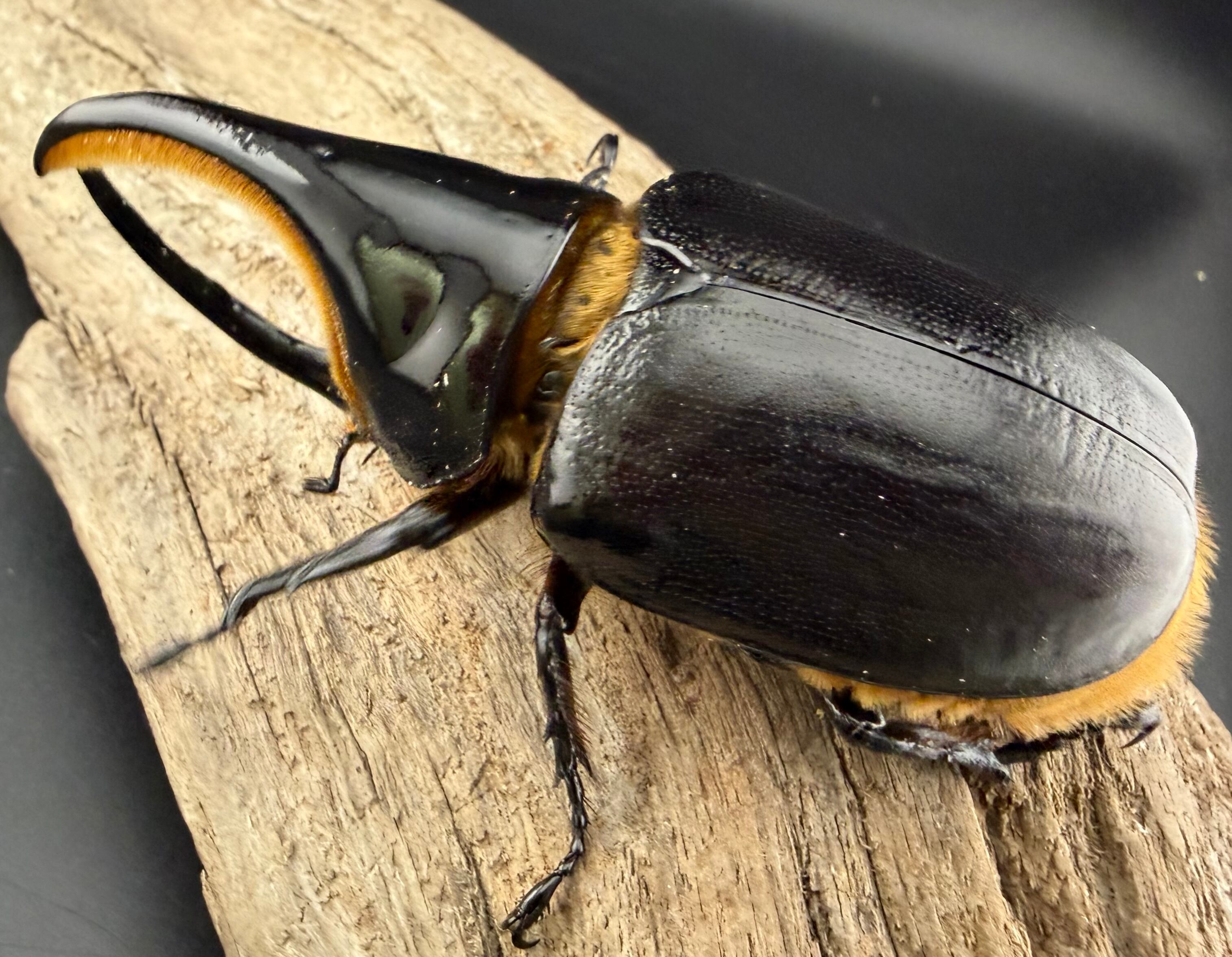 サタンオオカブト 101mm ペア》ブリーダー様委託個体 | KPW公式