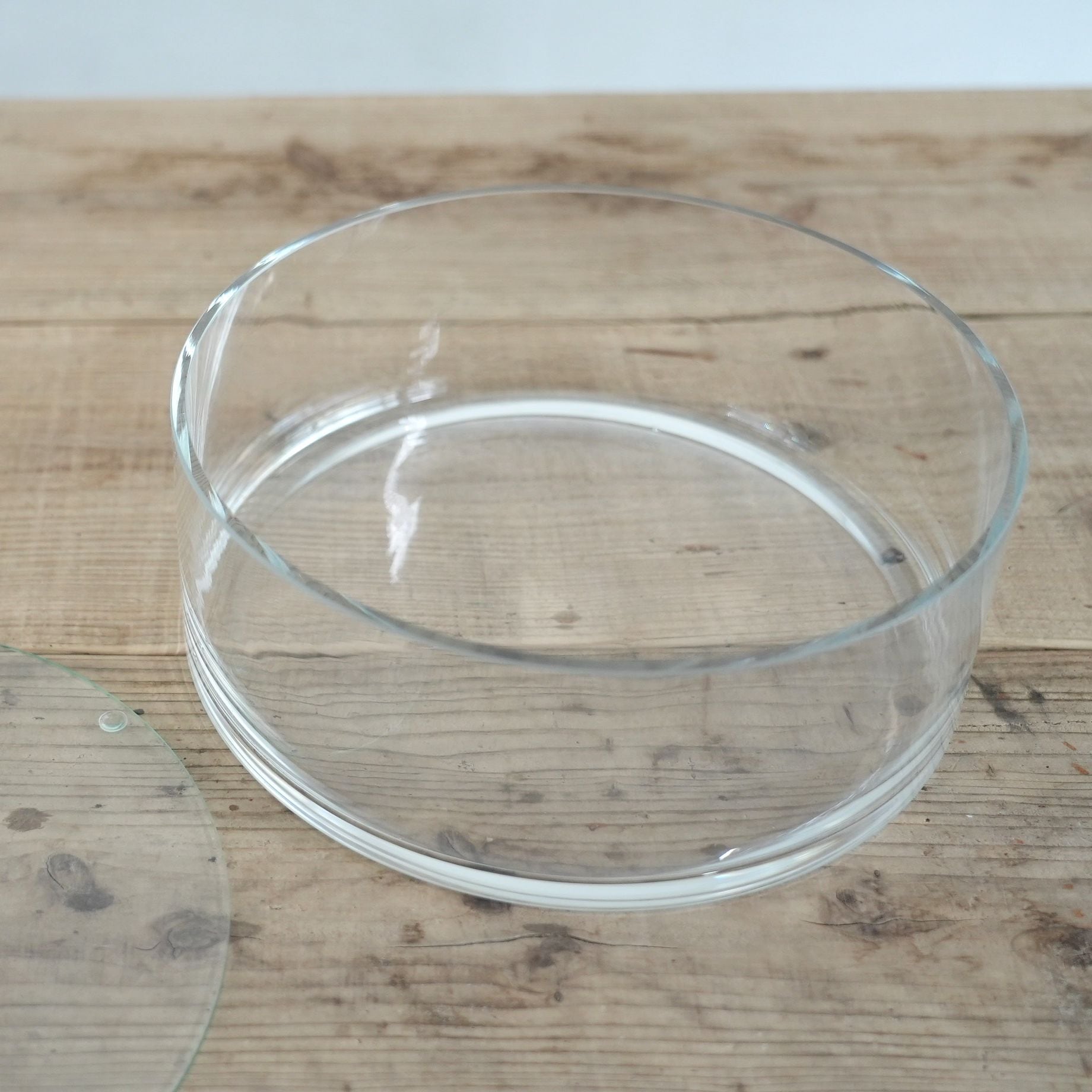 ガラス容器】上見の苔テラリウム容器（Φ250xh90mm）◇上見の作品に