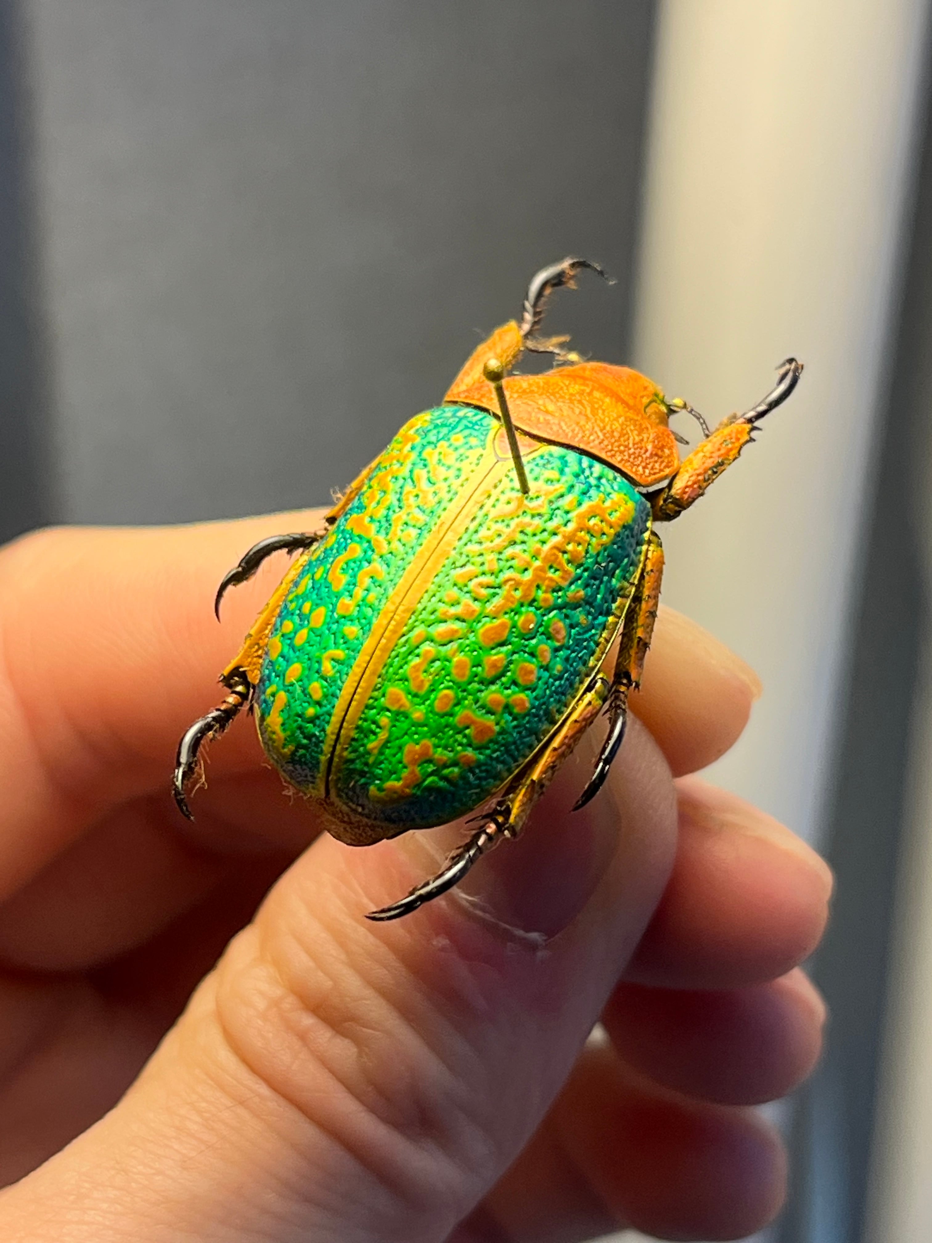 31mm】ヴィクトリナウグイスコガネ プラチナコガネ 標本 カナブン