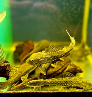 ブラックアーマードプレコ