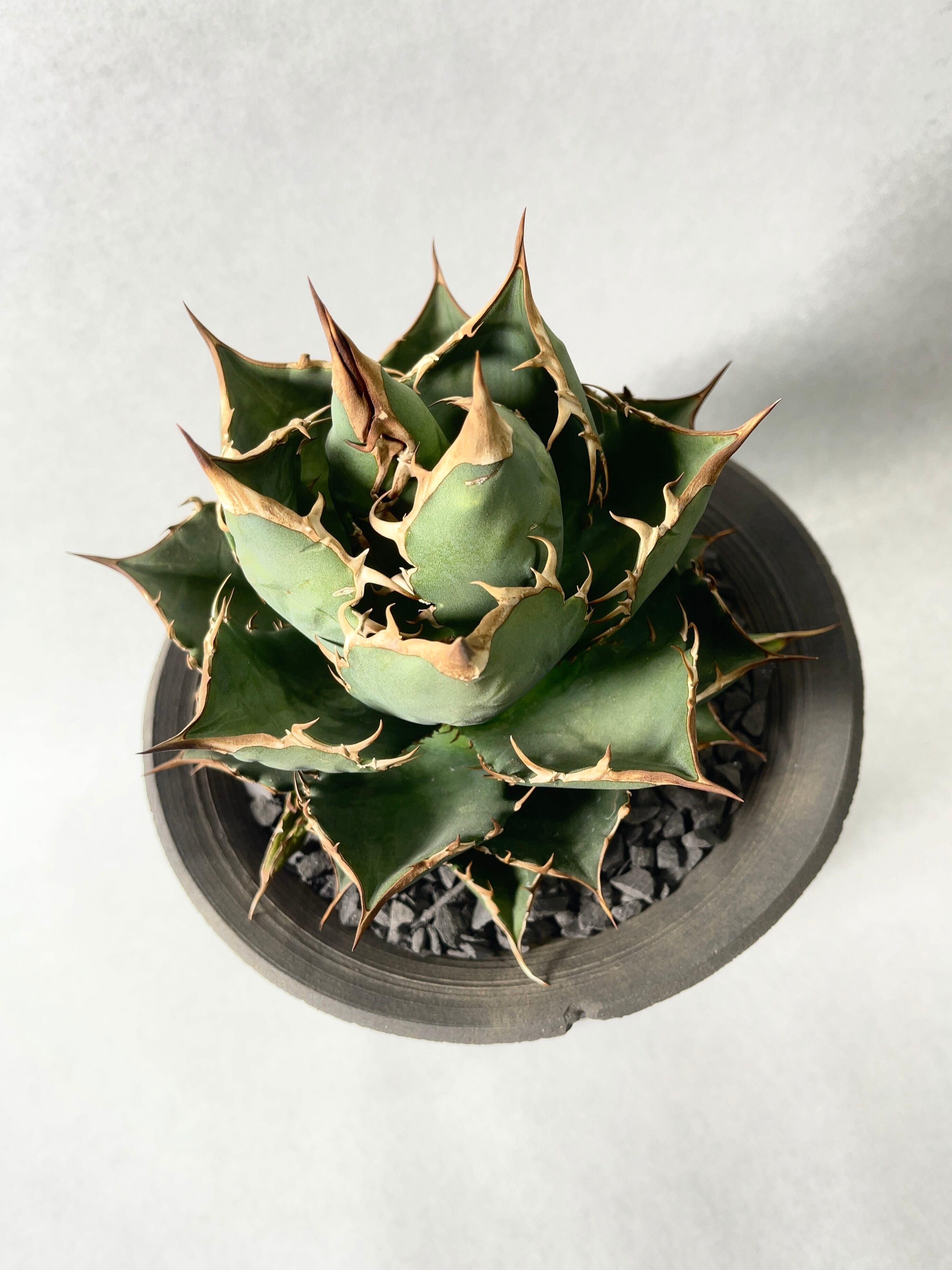 アガベ オテロイ エスパーナ ボールタイプ