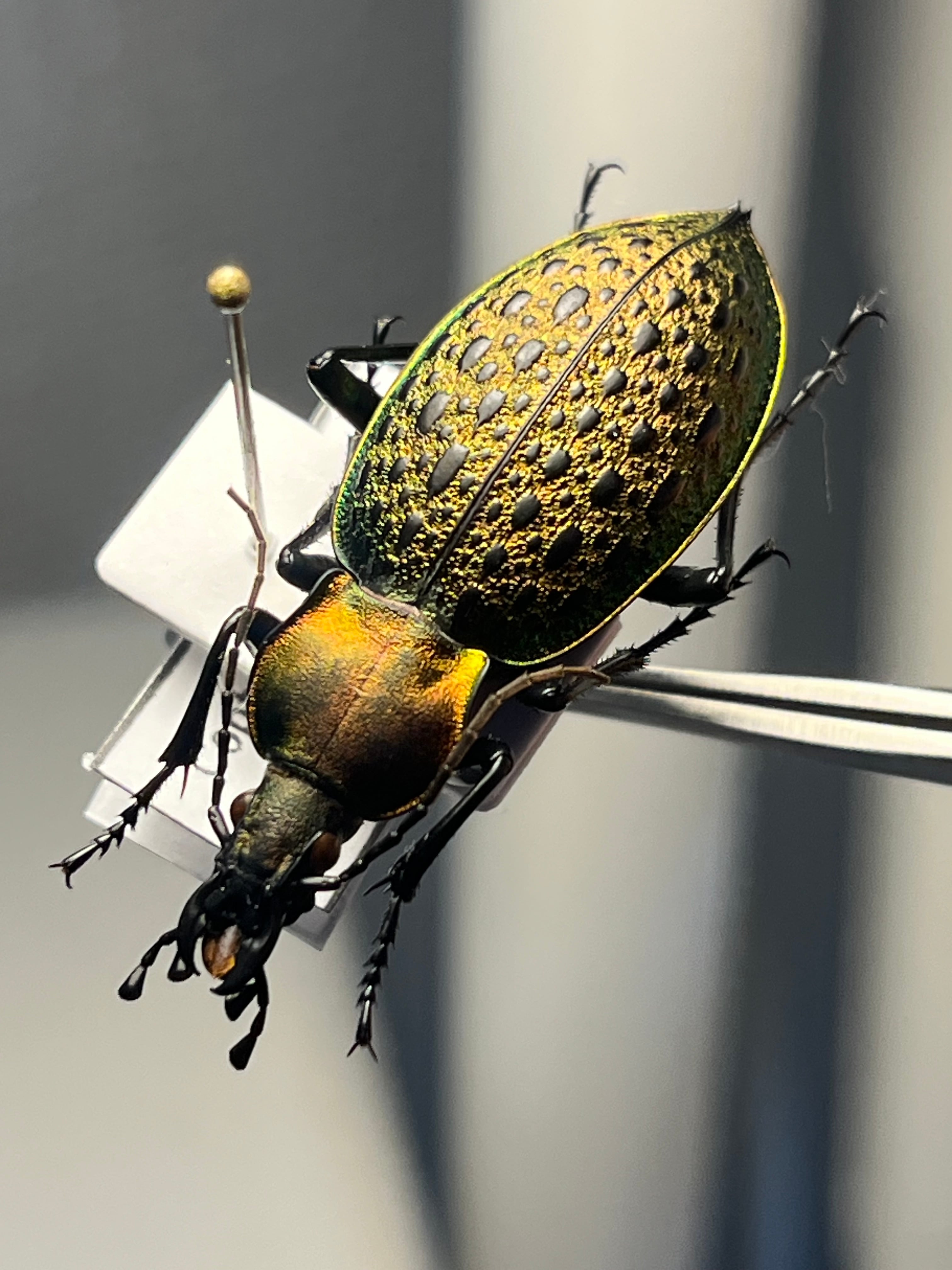 63mm】Mallaspis カミキリ 標本ナンベイオオタガメ ハナムグリ