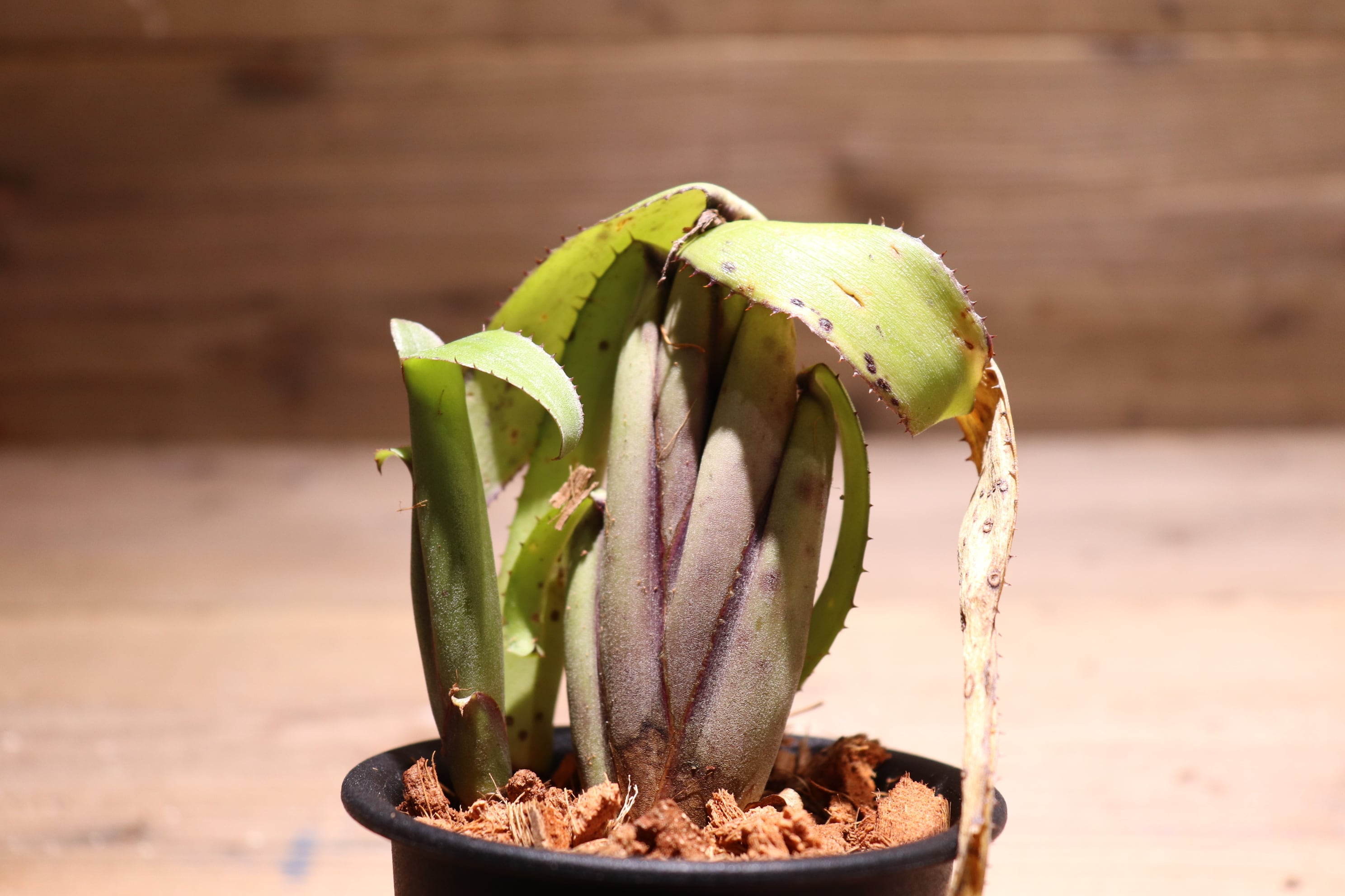 送料無料】Aechmea brevicollis〔エクメア〕現品発送A0046 | plane plants