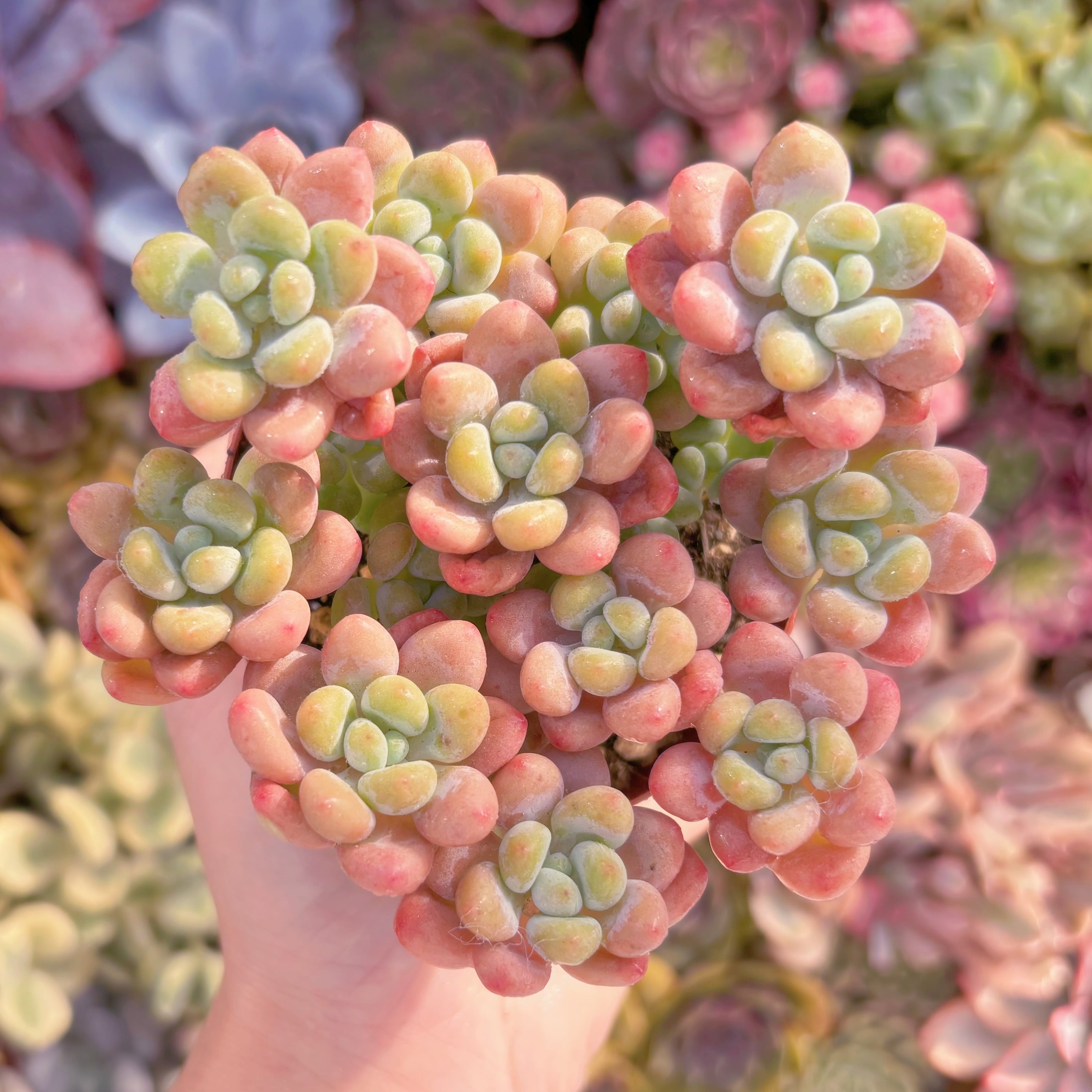 現品　キャビア#293　群生　新入荷　るる農園