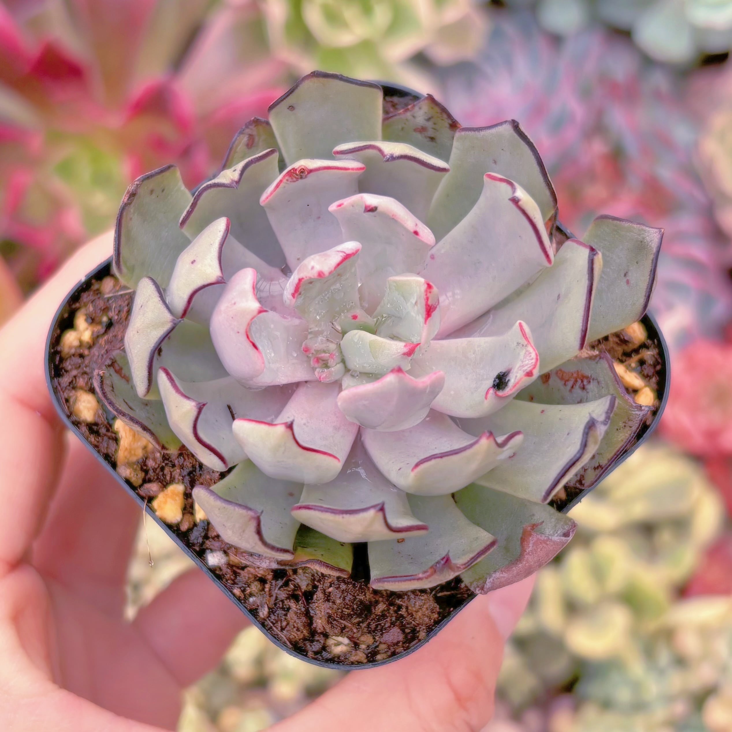 現品　ストリクチフローラ#621　るる農園