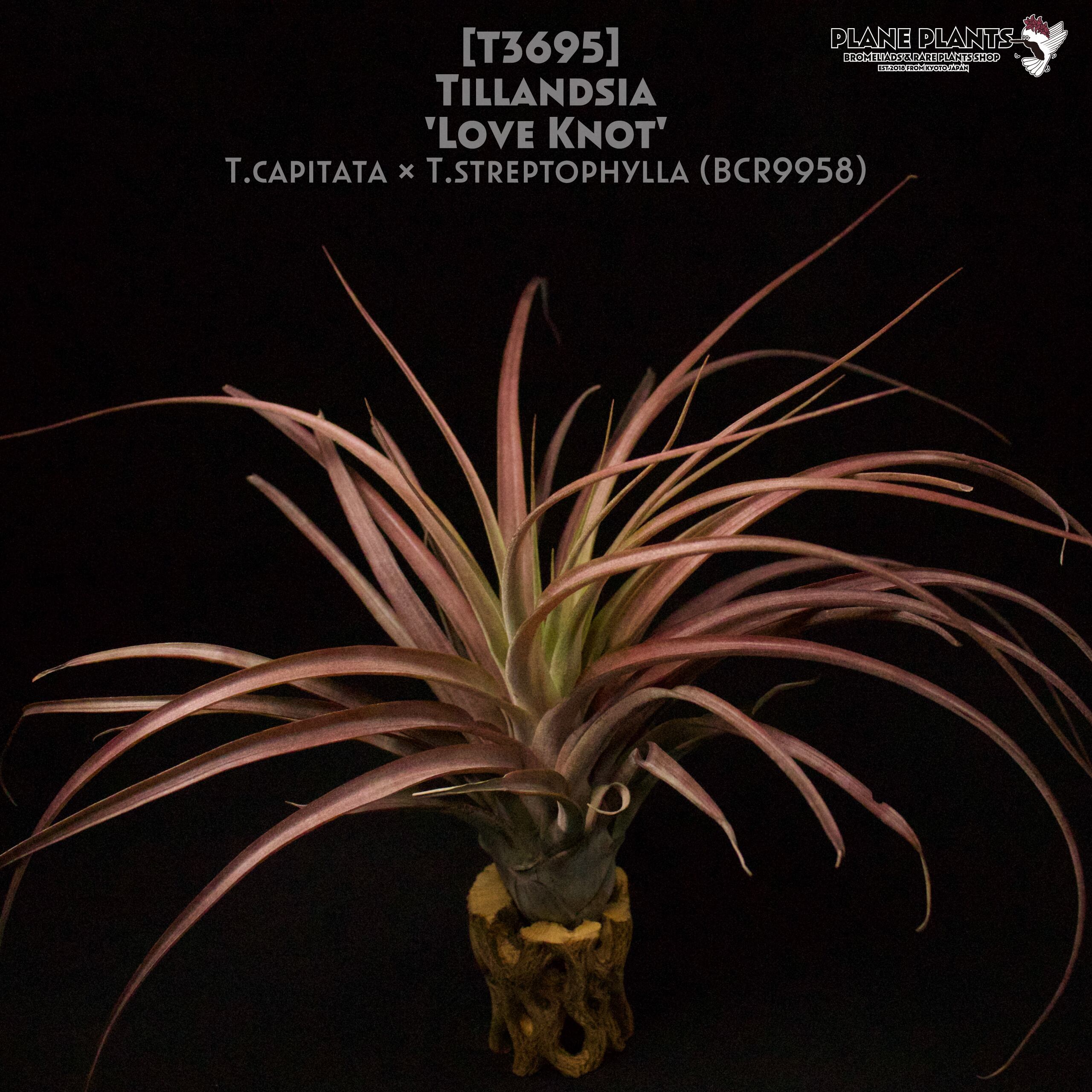 【送料無料】'Love Knot'〔エアプランツ〕現品発送T3695
